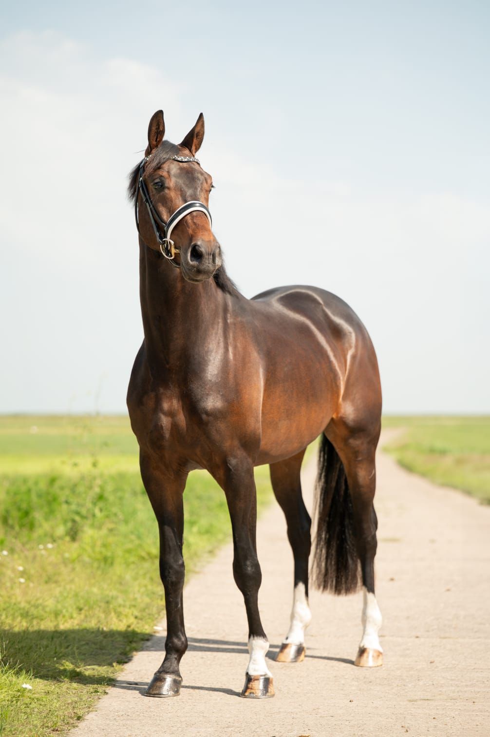 kwpn dressuurpaard ruin 4 años donkerbruin en venta - Foto 2