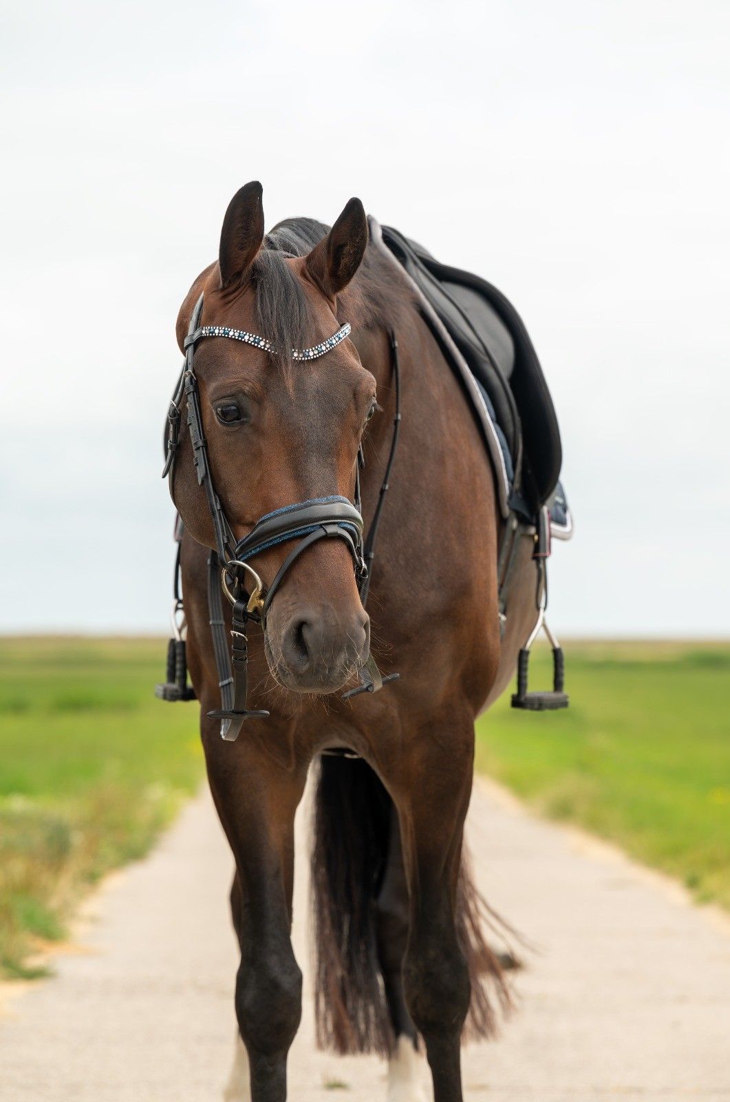 kwpn dressuurpaard ruin 4 años donkerbruin en venta - Foto 4