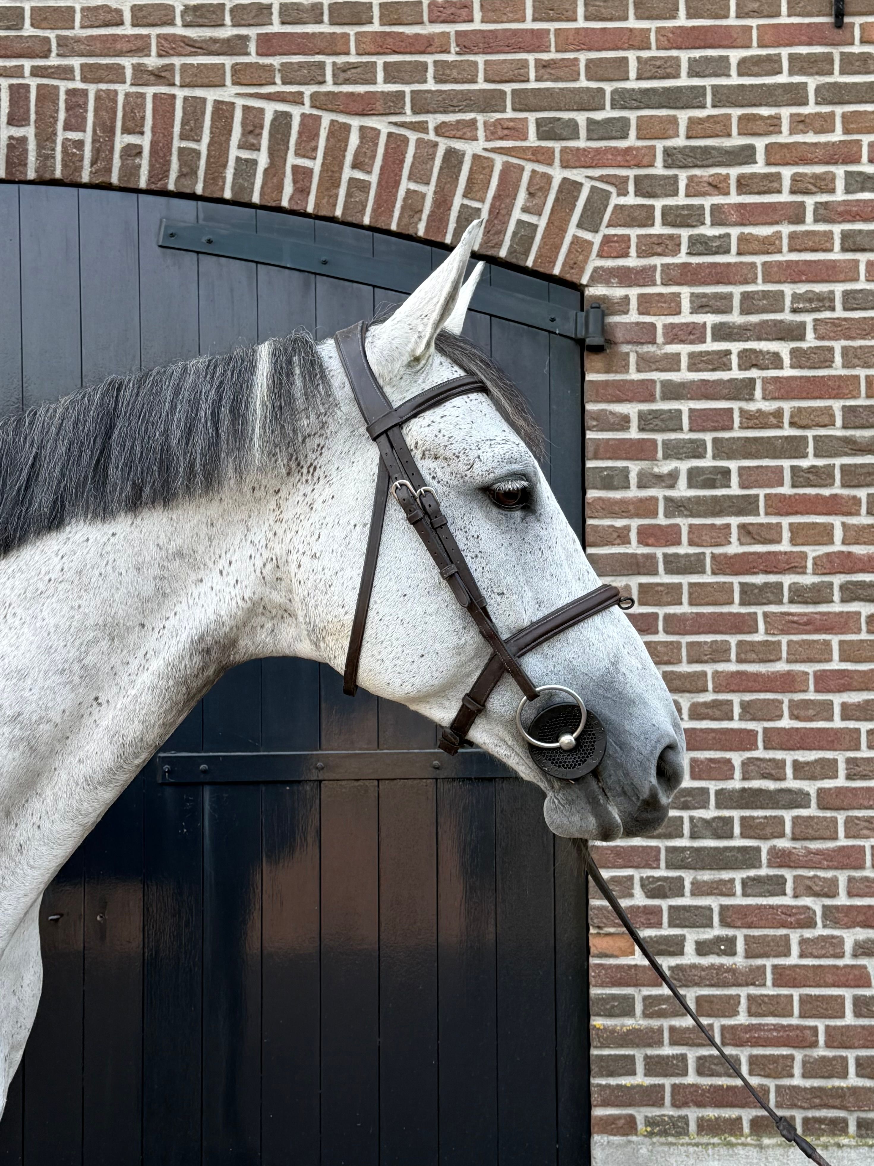 kwpn springpaard ruin 8 سنوات schimmel للبيع - صورة 2