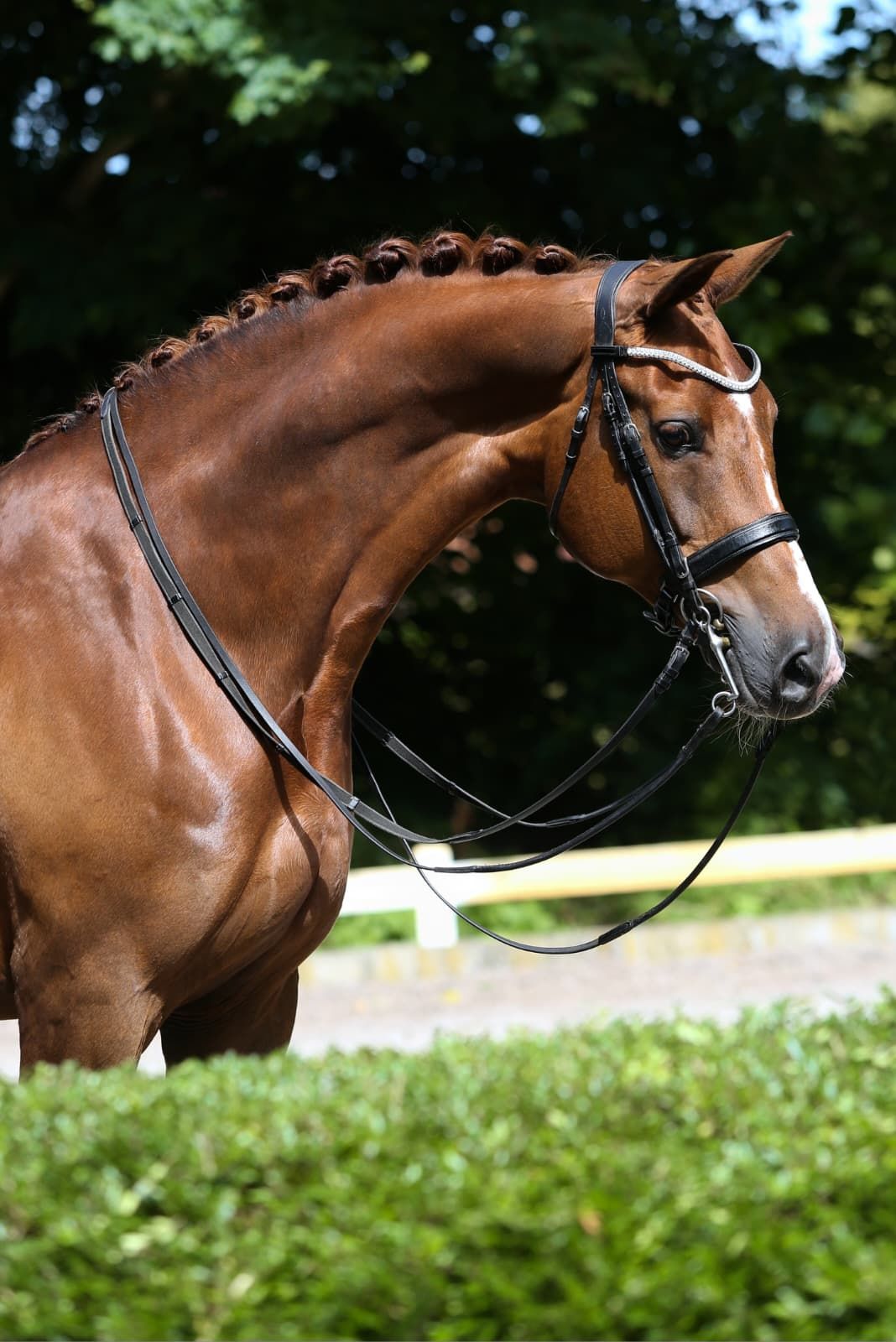KWPN stermerrie Z2 dressuur
