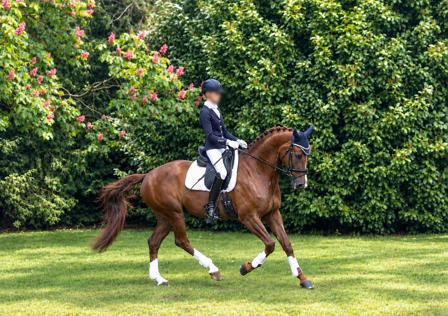 kwpn dressuurpaard merrie vos for sale - Photo 3