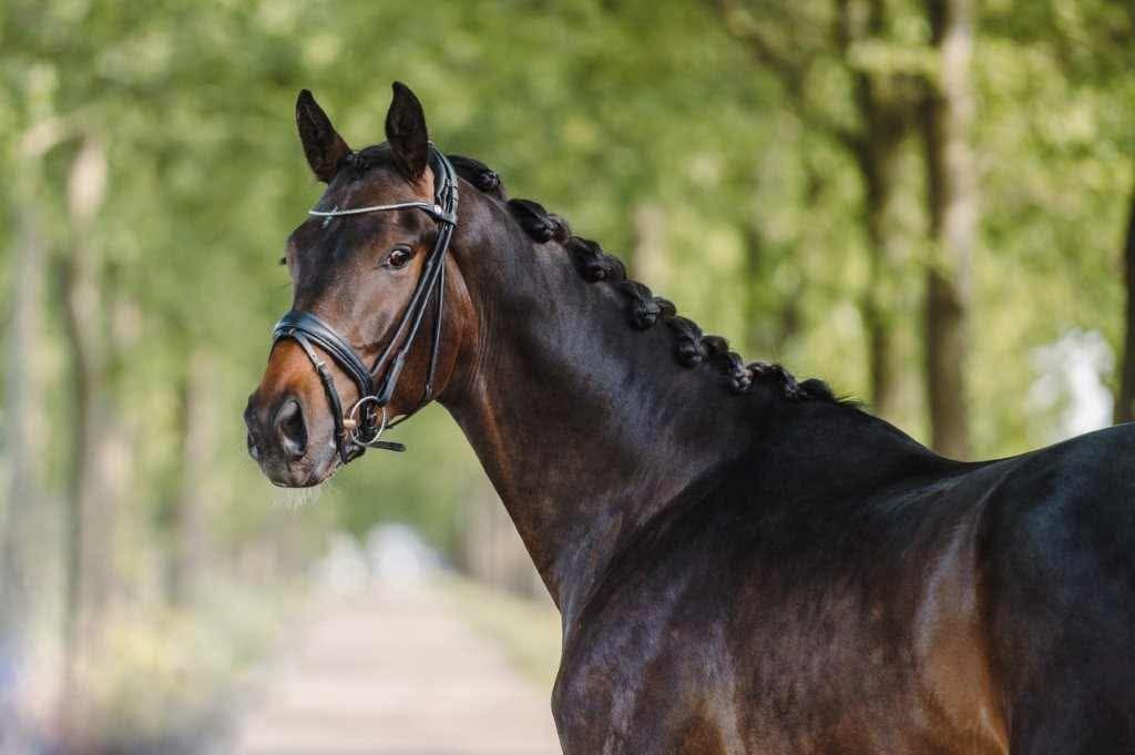 bwp dressuurpaard ruin 9 jaar donkerbruin te koop - Foto 5
