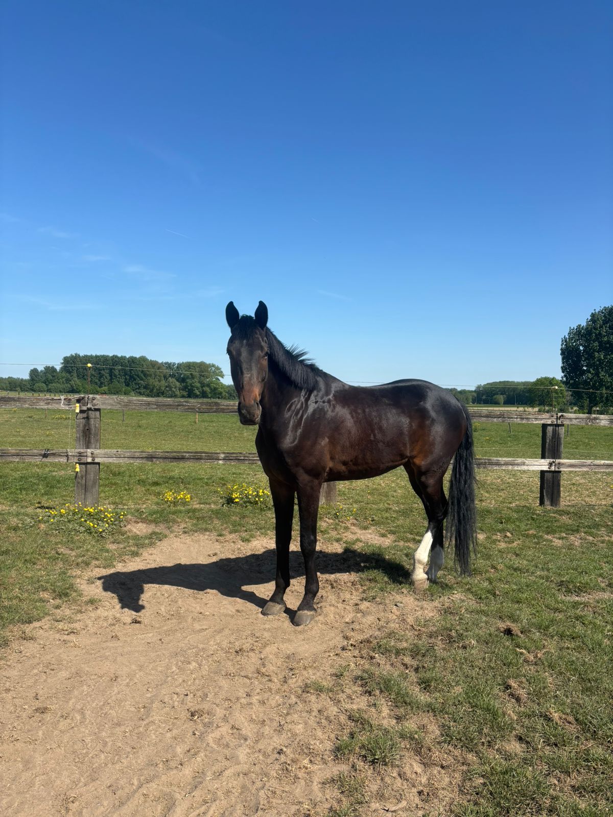 bwp dressuurpaard ruin 9 jaar donkerbruin te koop - Foto 3