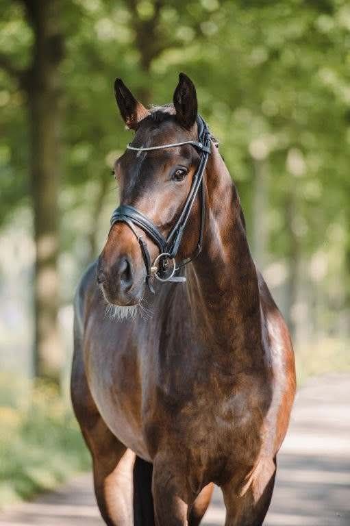 bwp dressuurpaard ruin 9 jaar donkerbruin te koop - Foto 4
