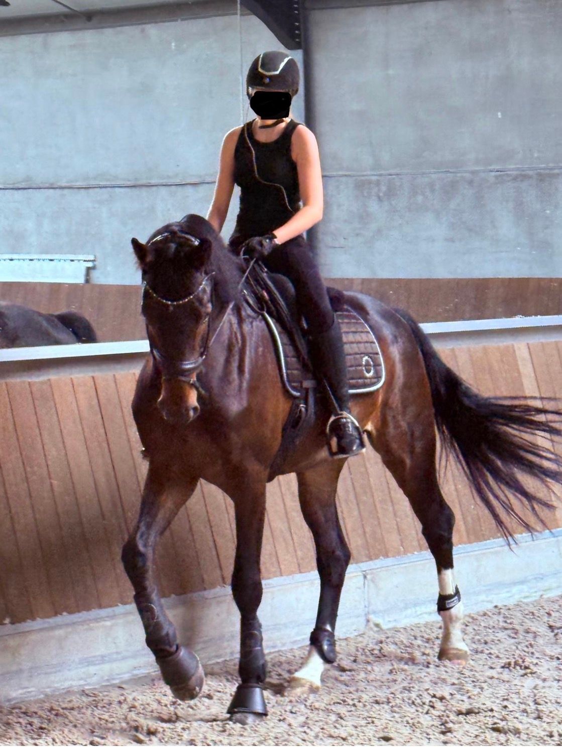 bwp dressuurpaard ruin 9 jaar donkerbruin te koop - Foto 2