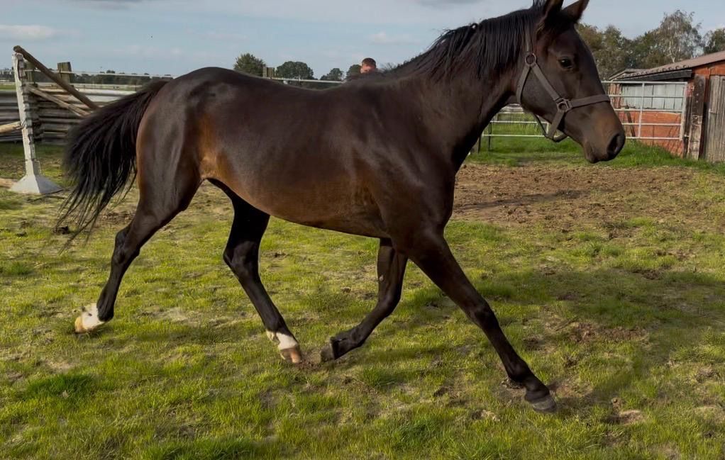 zangersheide springpaard merrie 2 years old donkerbruin for sale - Photo 2