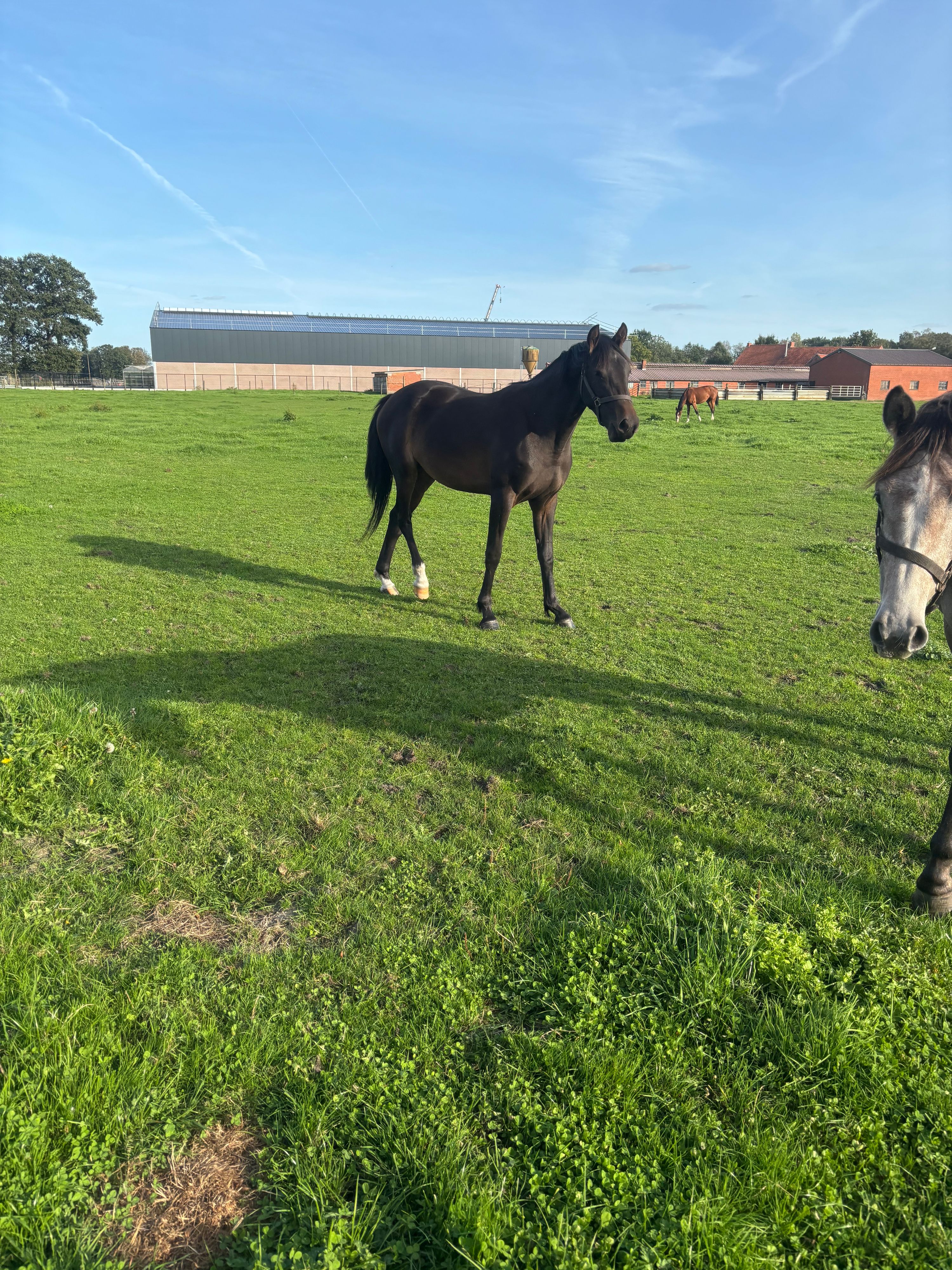 zangersheide springpaard merrie 2 years old donkerbruin for sale - Photo 3