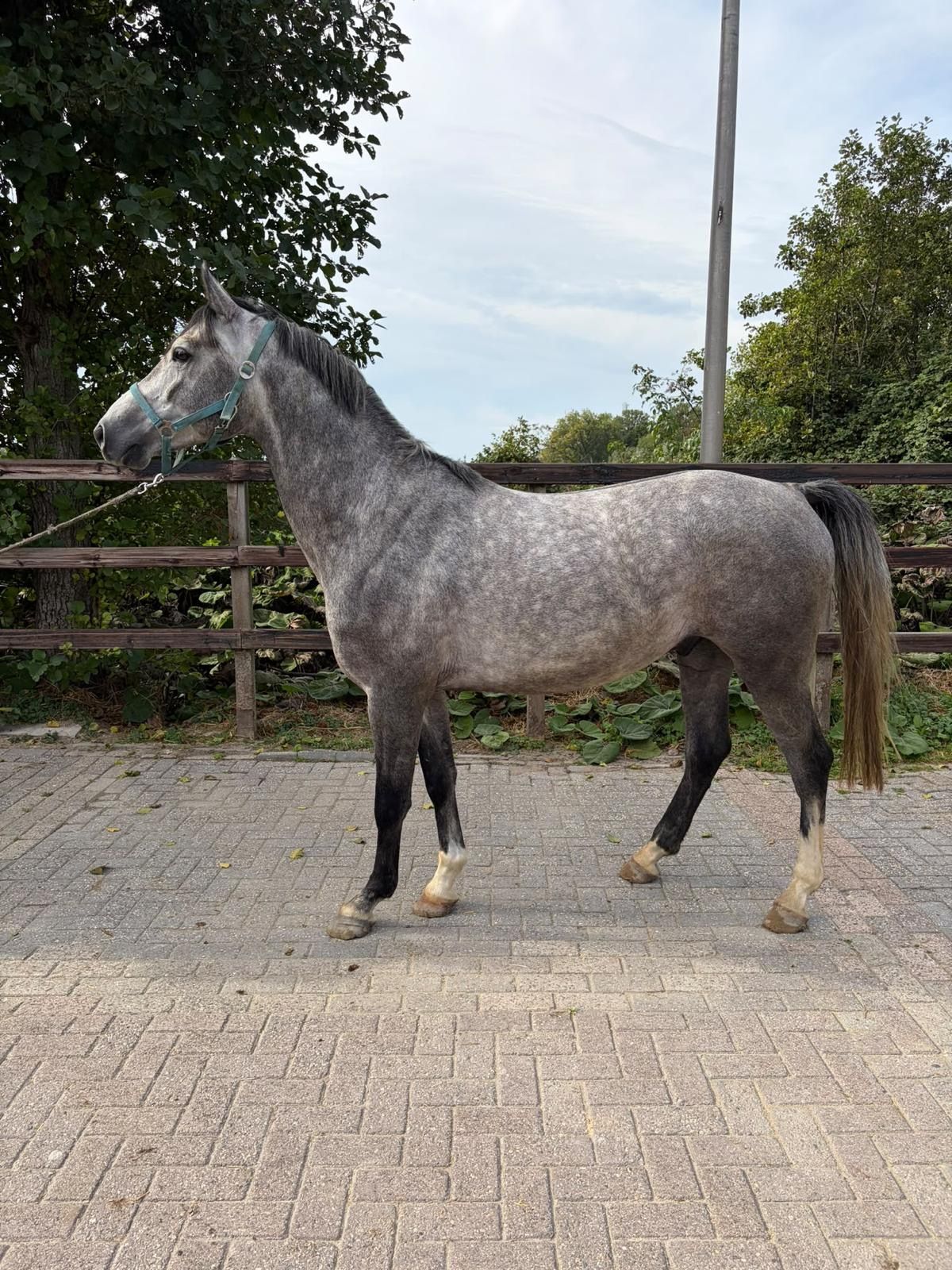 zangersheide springpony ruin 4 سنوات schimmel للبيع - صورة 3