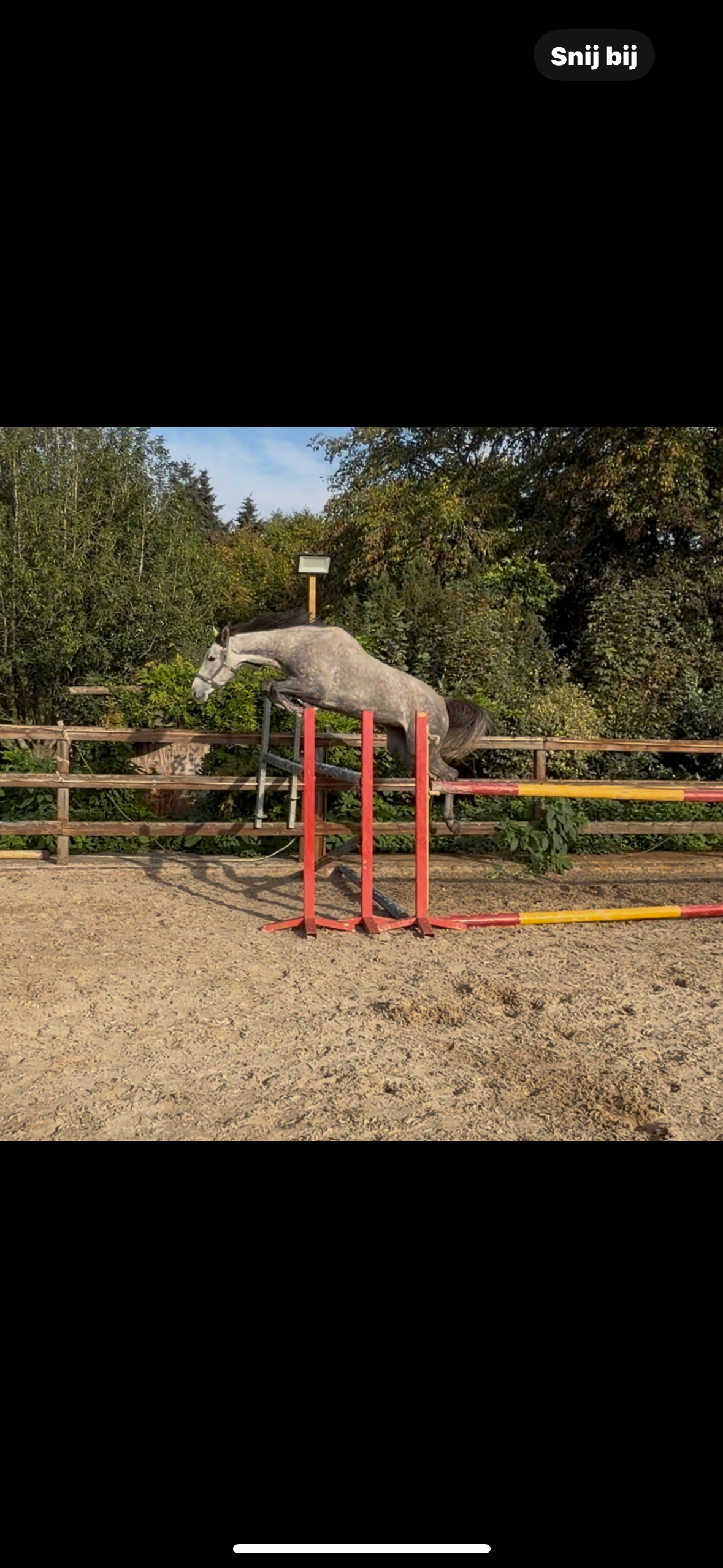 5-year-old mare with a top temperament