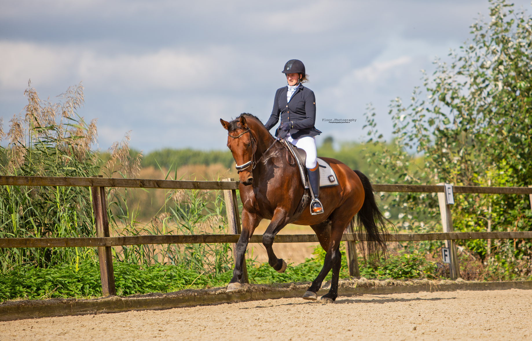 kwpn dressuurpaard merrie 7 jaar bruin te koop - Foto 3