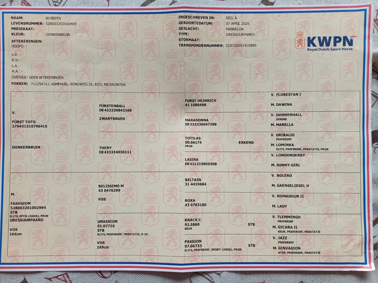 kwpn dressuurpaard hengst 0 سنوات donkerbruin للبيع - صورة 2
