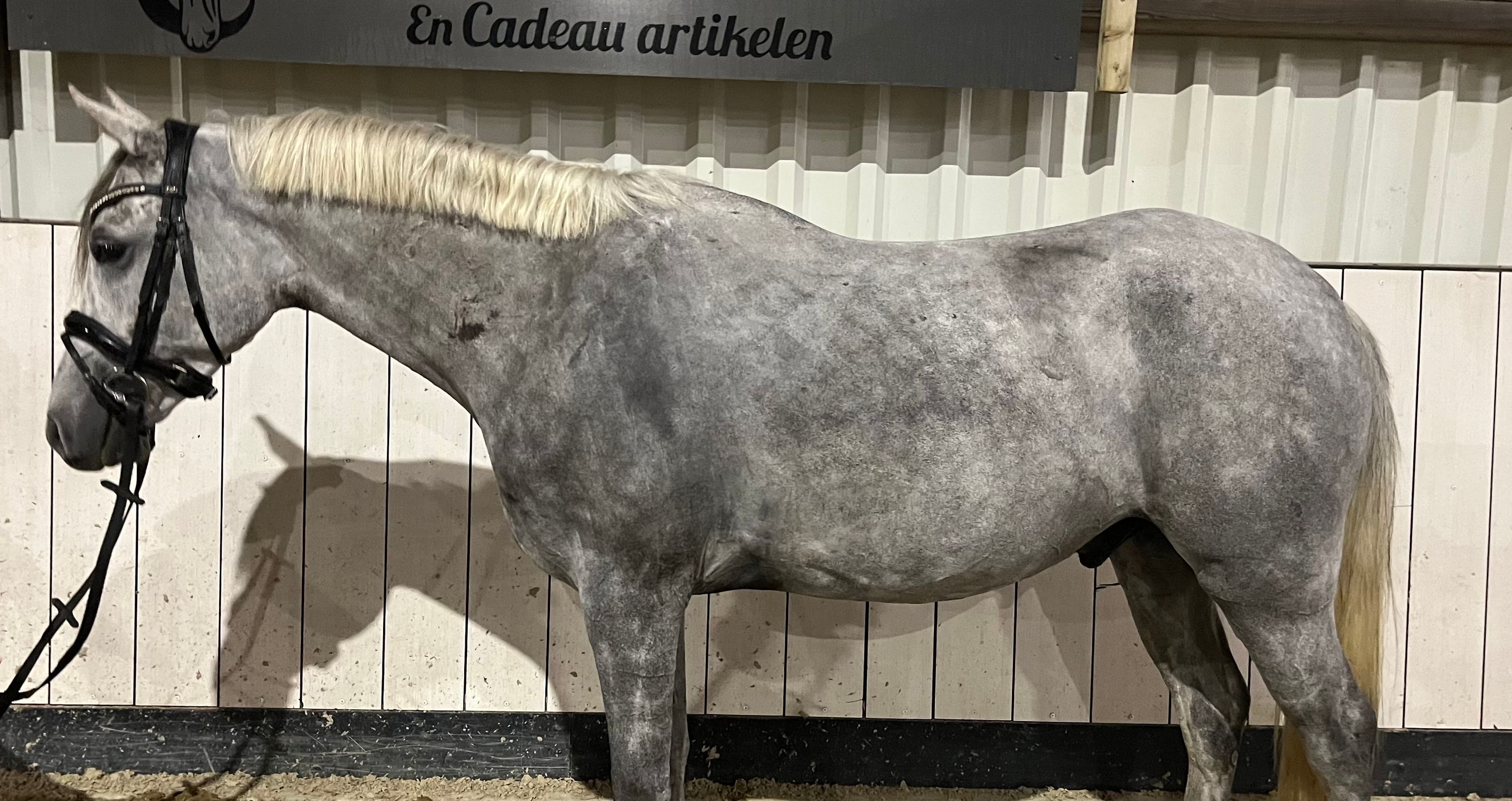 kwpn springpaard merrie 9 let bruin na prodej - Foto 2