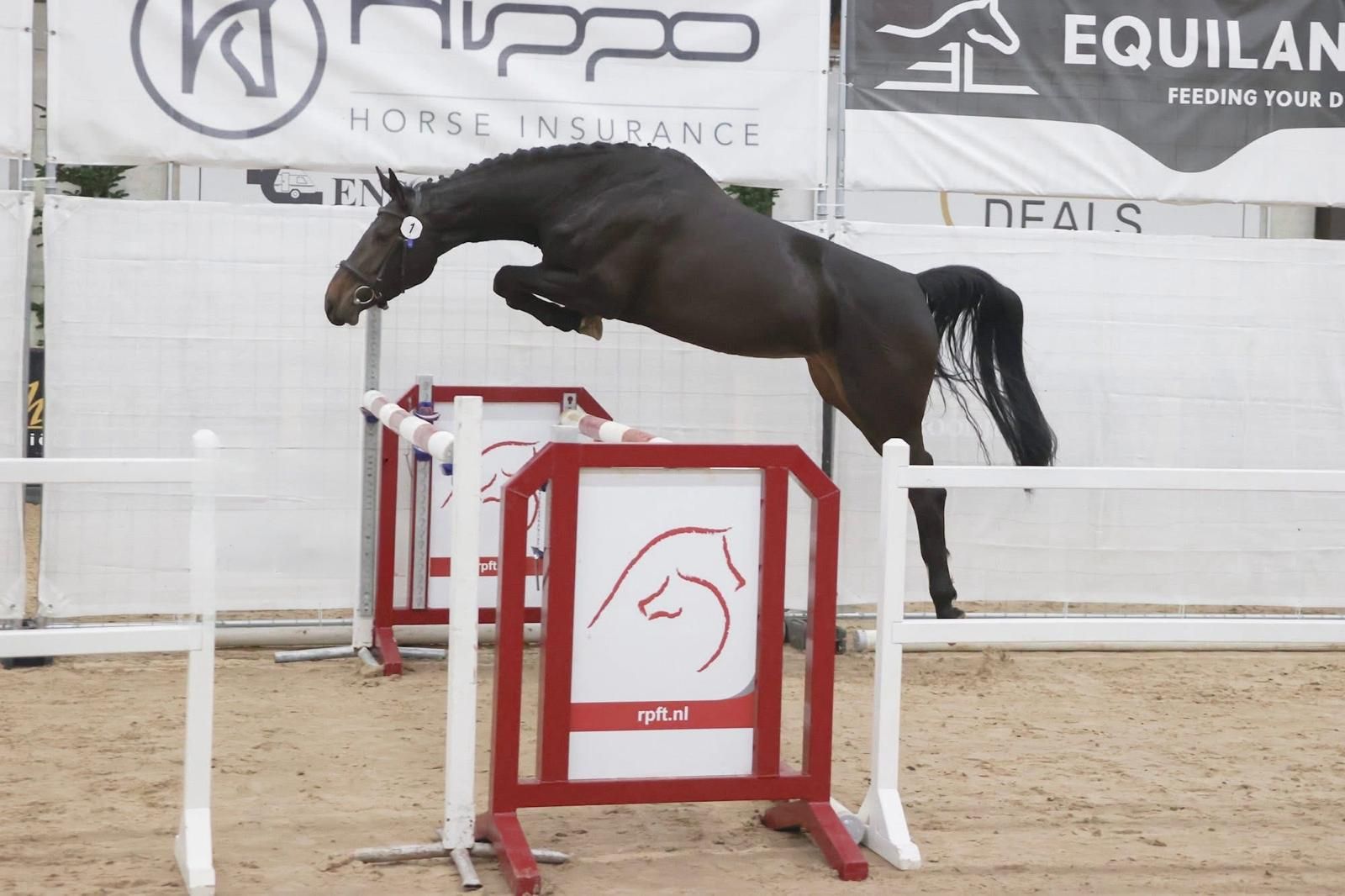 SportHorses 4-årigt ster-sto e. Poker de Mariposa x Contendro