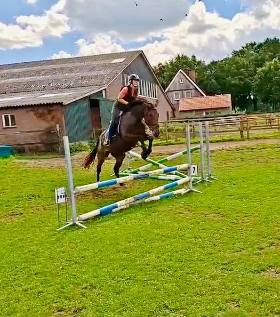 kwpn springpaard merrie 4 år bruin till salu - Foto 4