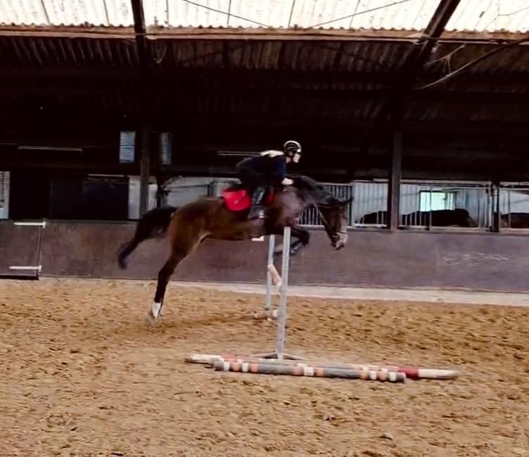 kwpn springpaard merrie 4 år bruin till salu - Foto 2
