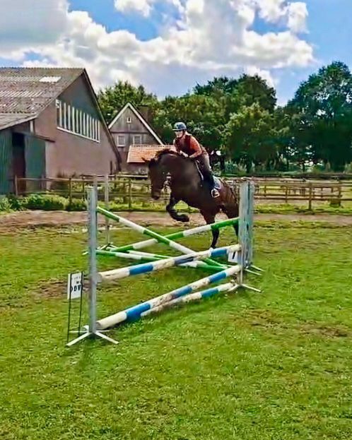 kwpn springpaard merrie 4 år bruin till salu - Foto 3
