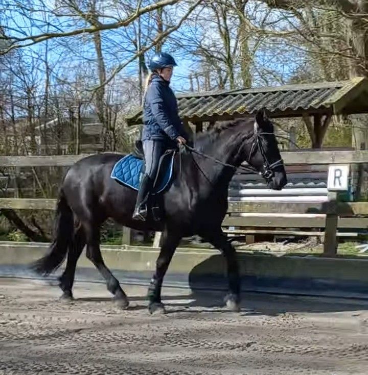 Beautiful 4yo large mare