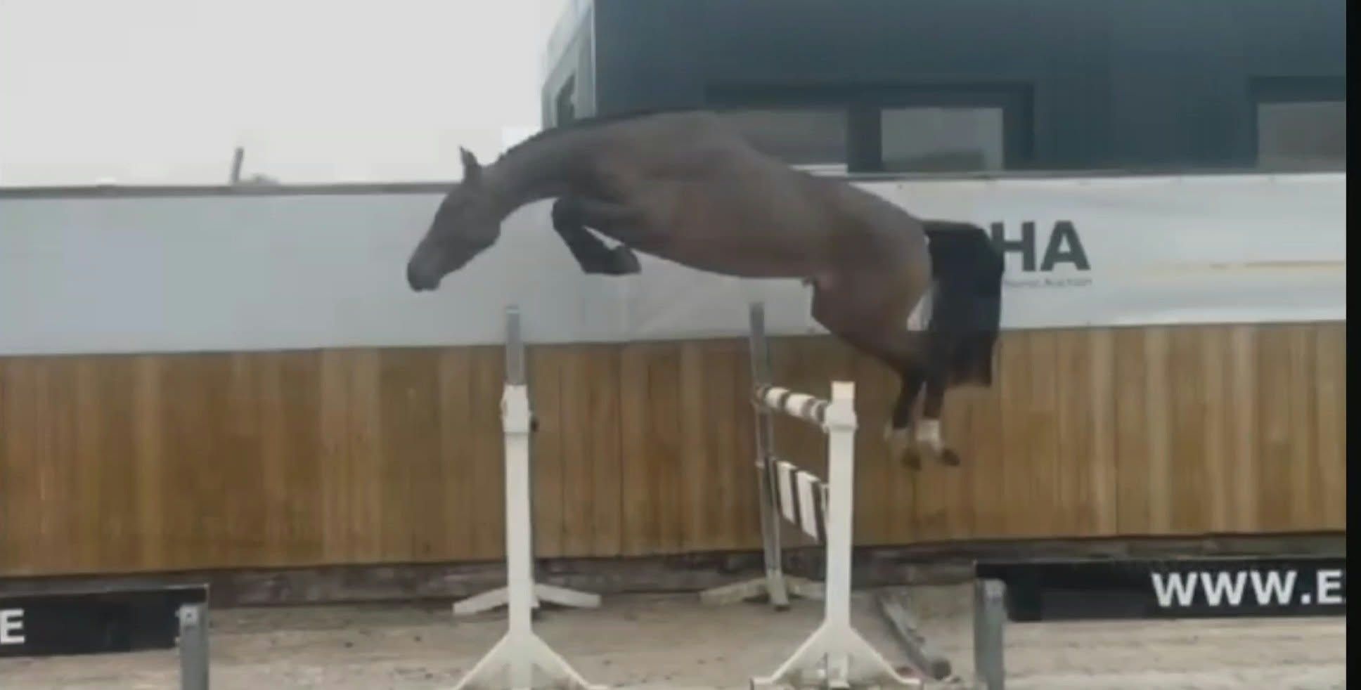 3yo mare Landino VDL * Zappatero VDL