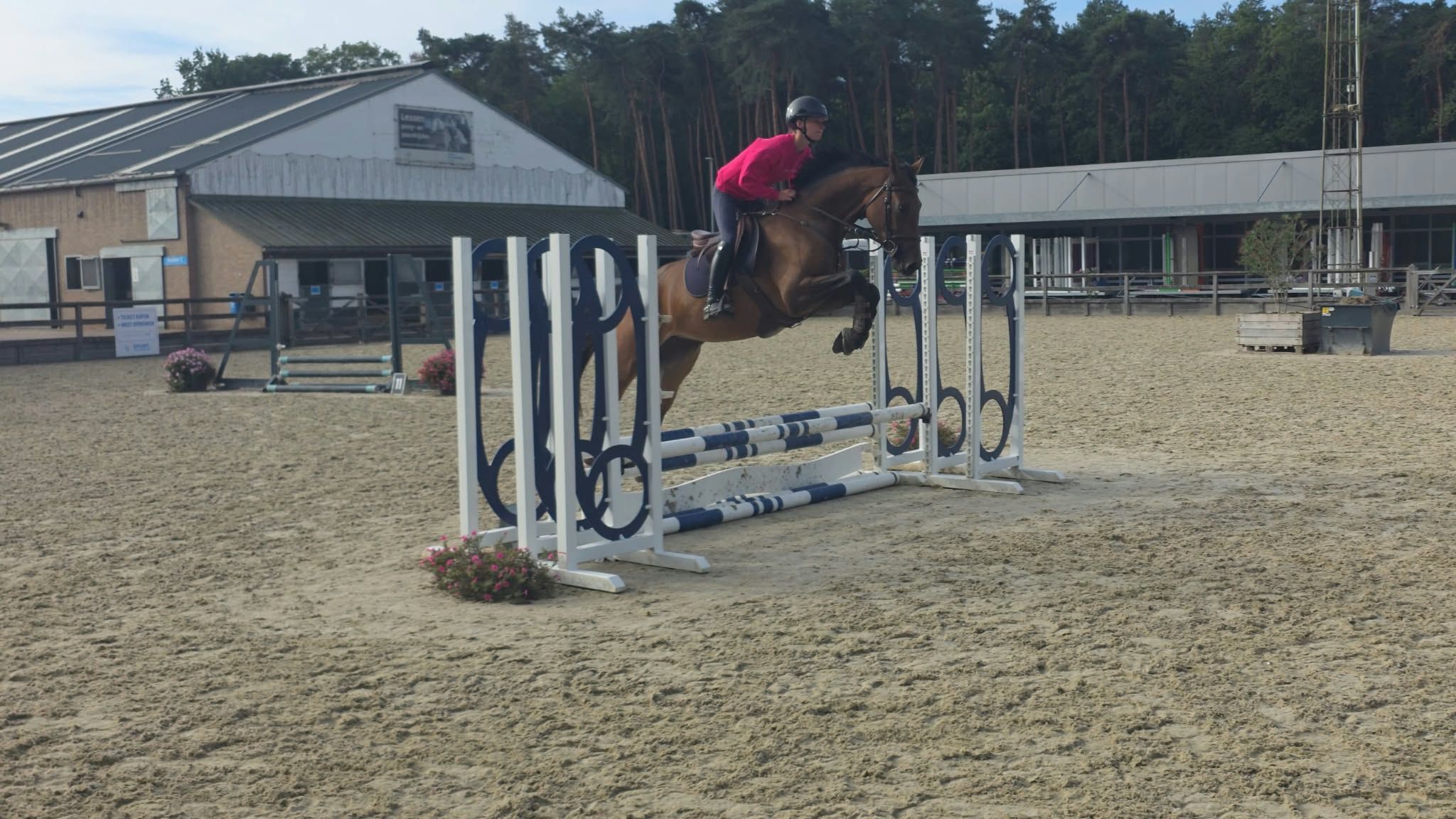 kwpn springpaard merrie 3 år donkerbruin till salu - Foto 2