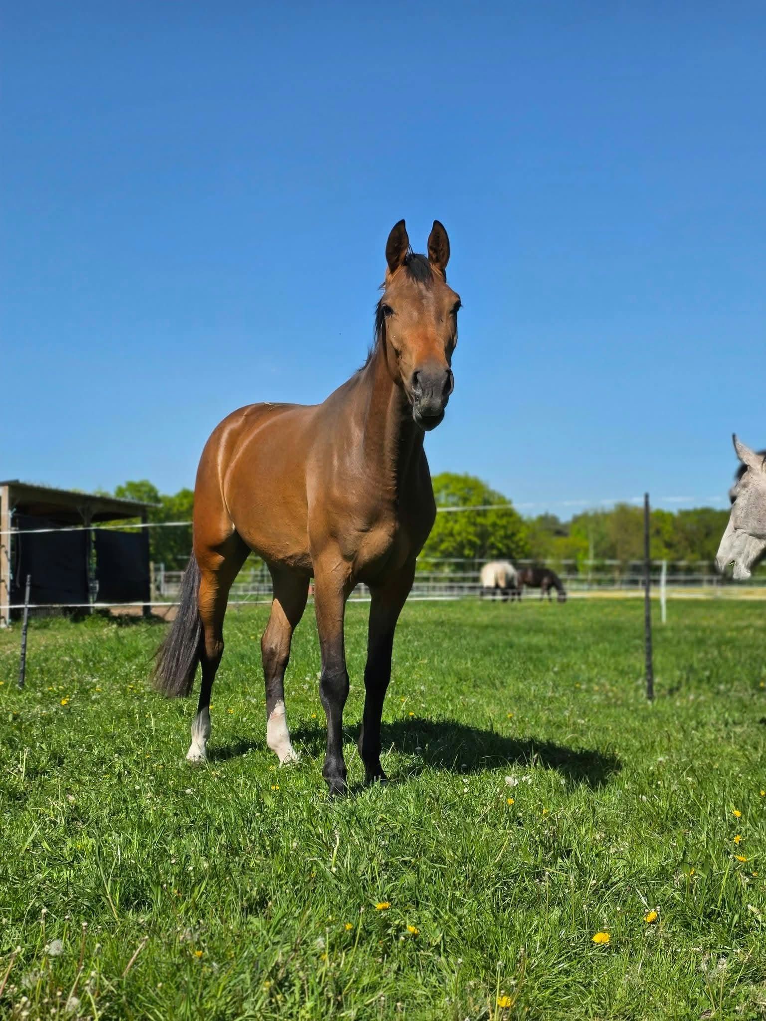 kwpn springpaard merrie 3 år donkerbruin till salu - Foto 3