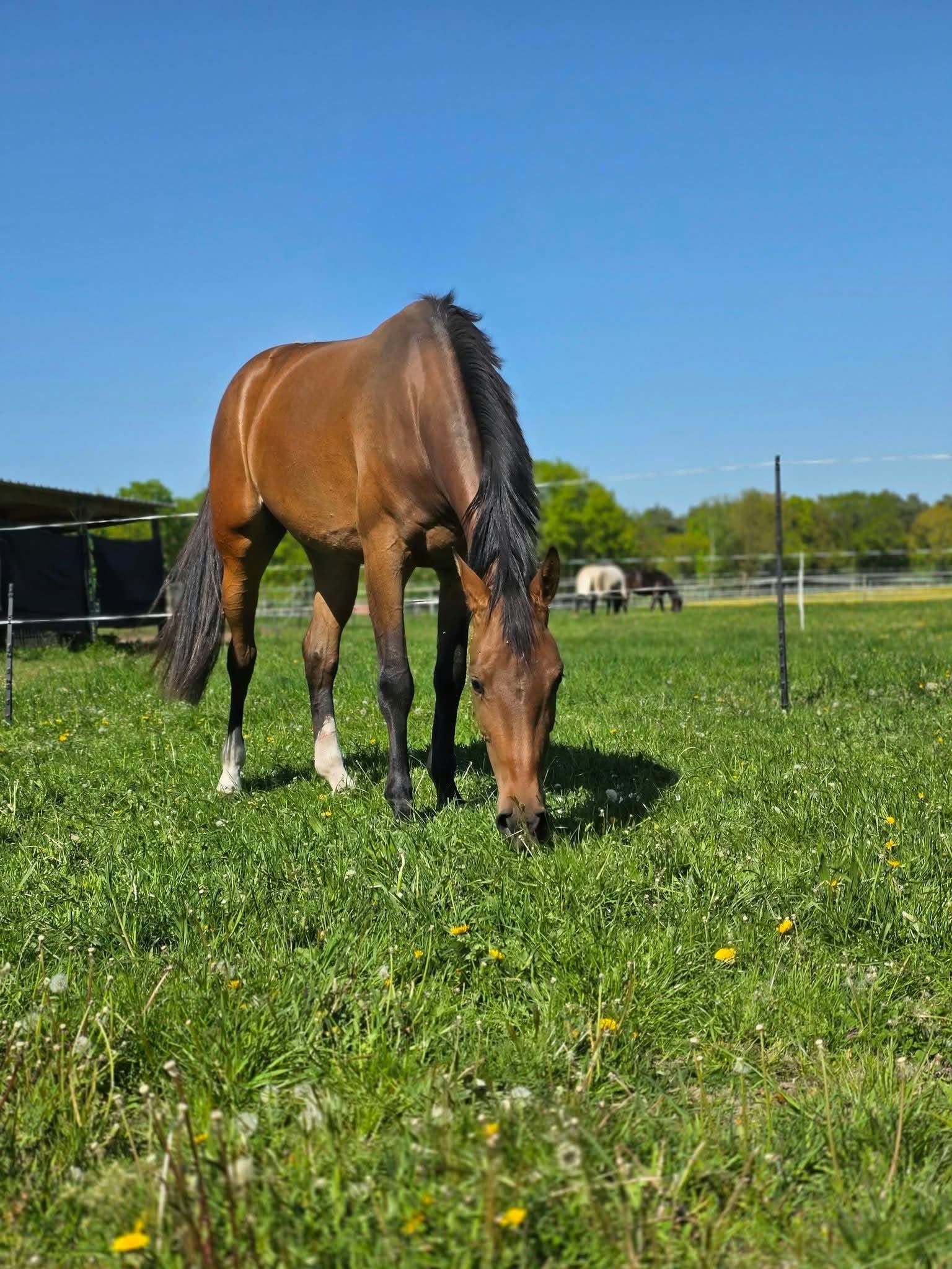 kwpn springpaard merrie 3 år donkerbruin till salu - Foto 4