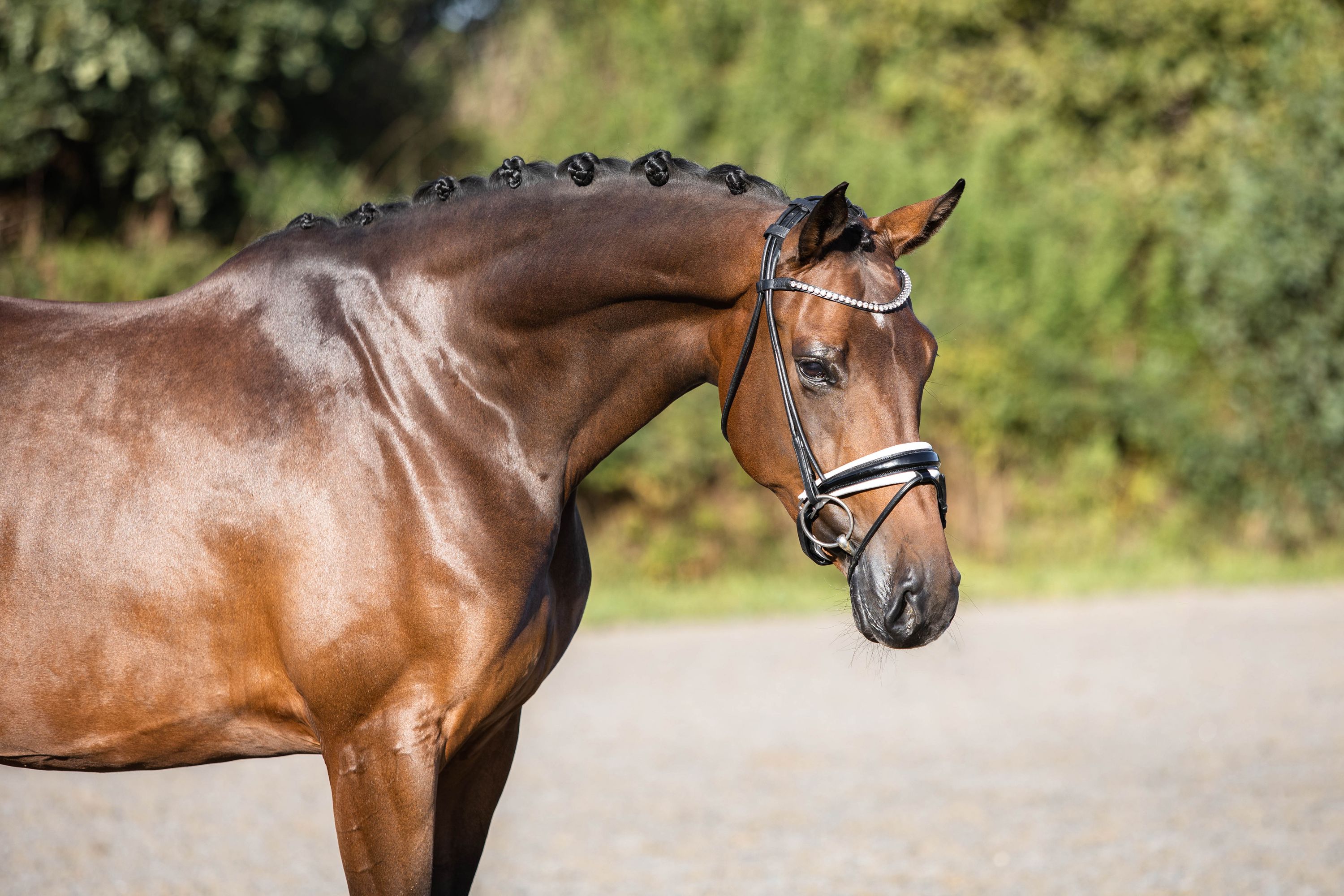 6 jarige merrie First date x Florencio