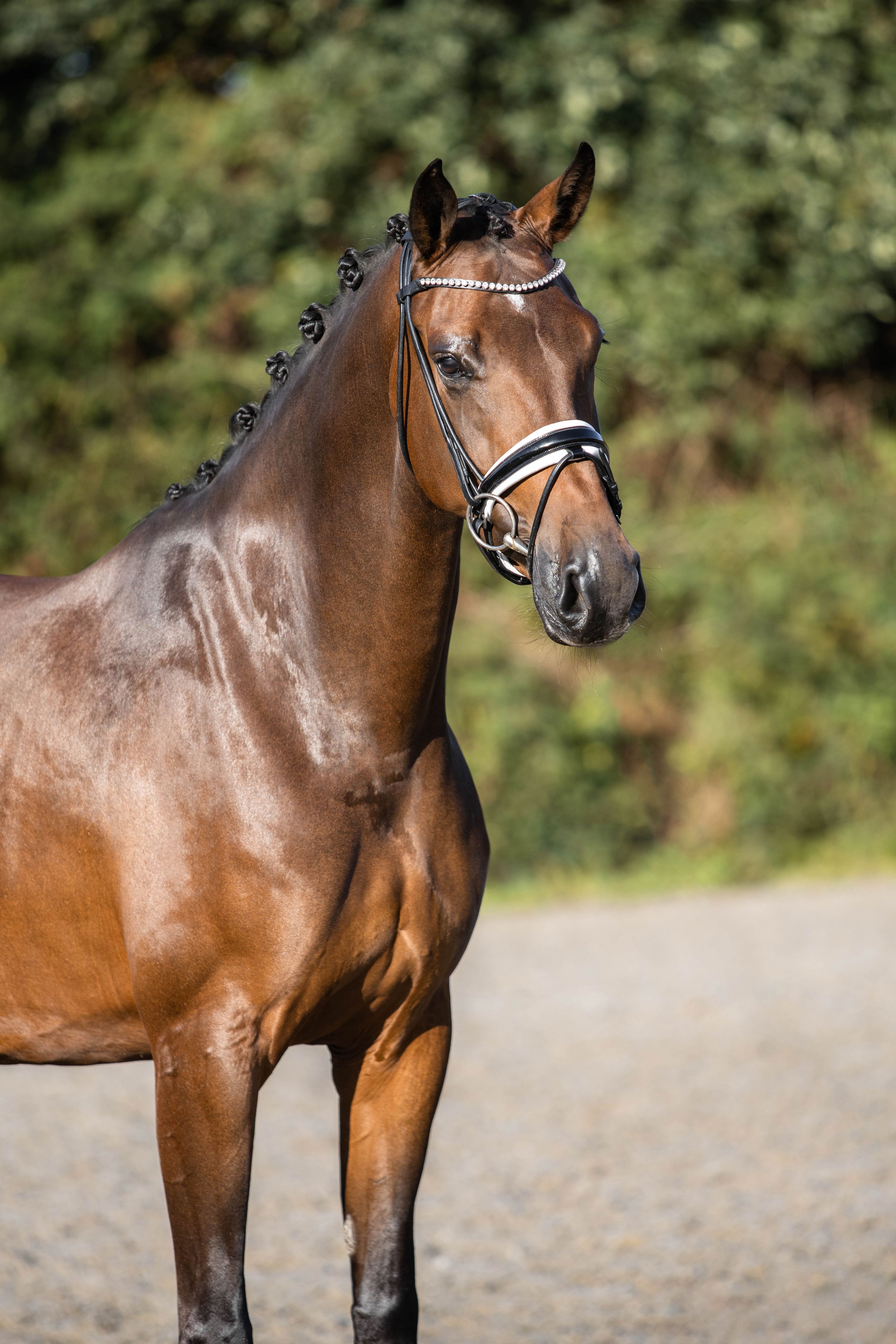 kwpn dressuurpaard merrie 6 岁 bruin 出售 - 照片 2