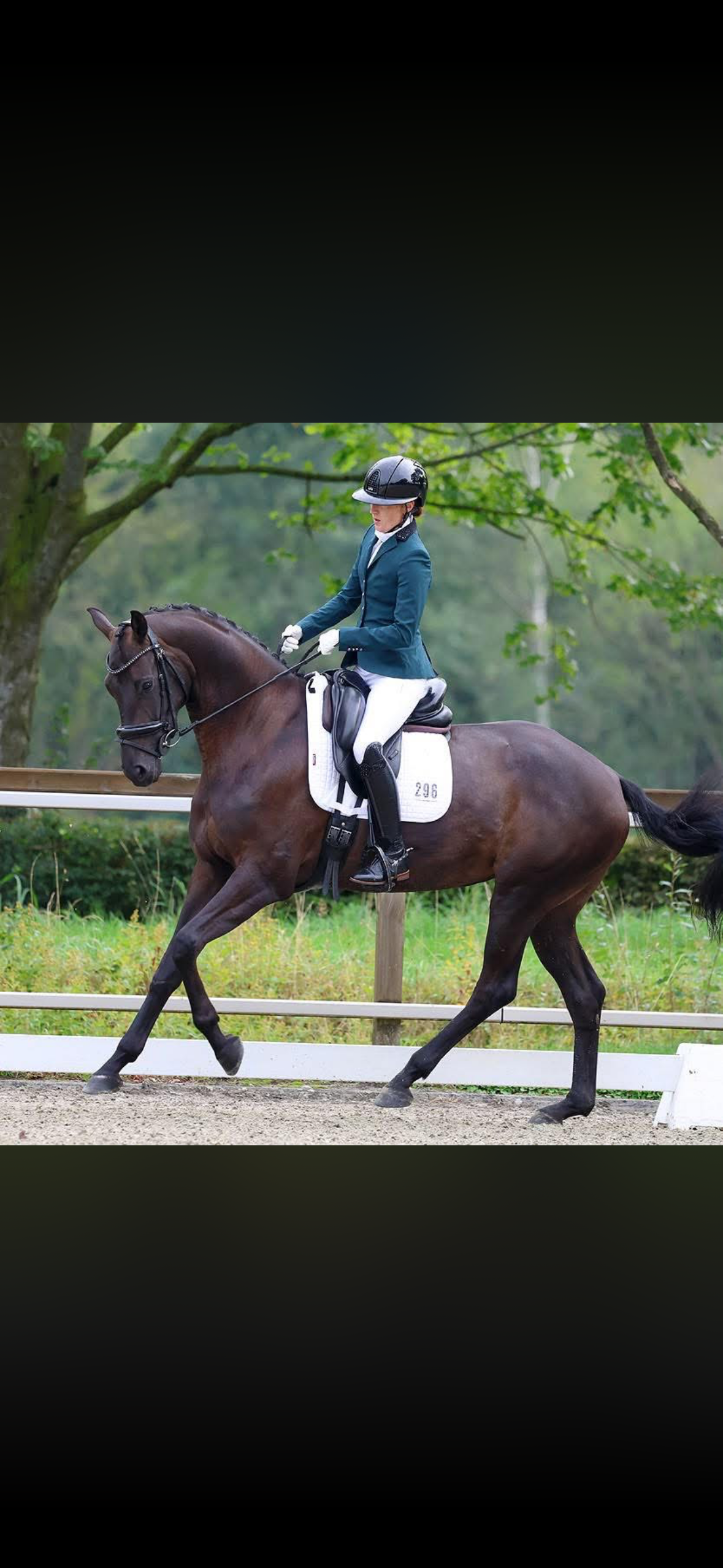 kwpn dressuurpaard merrie 5 år zwart till salu - Foto 4