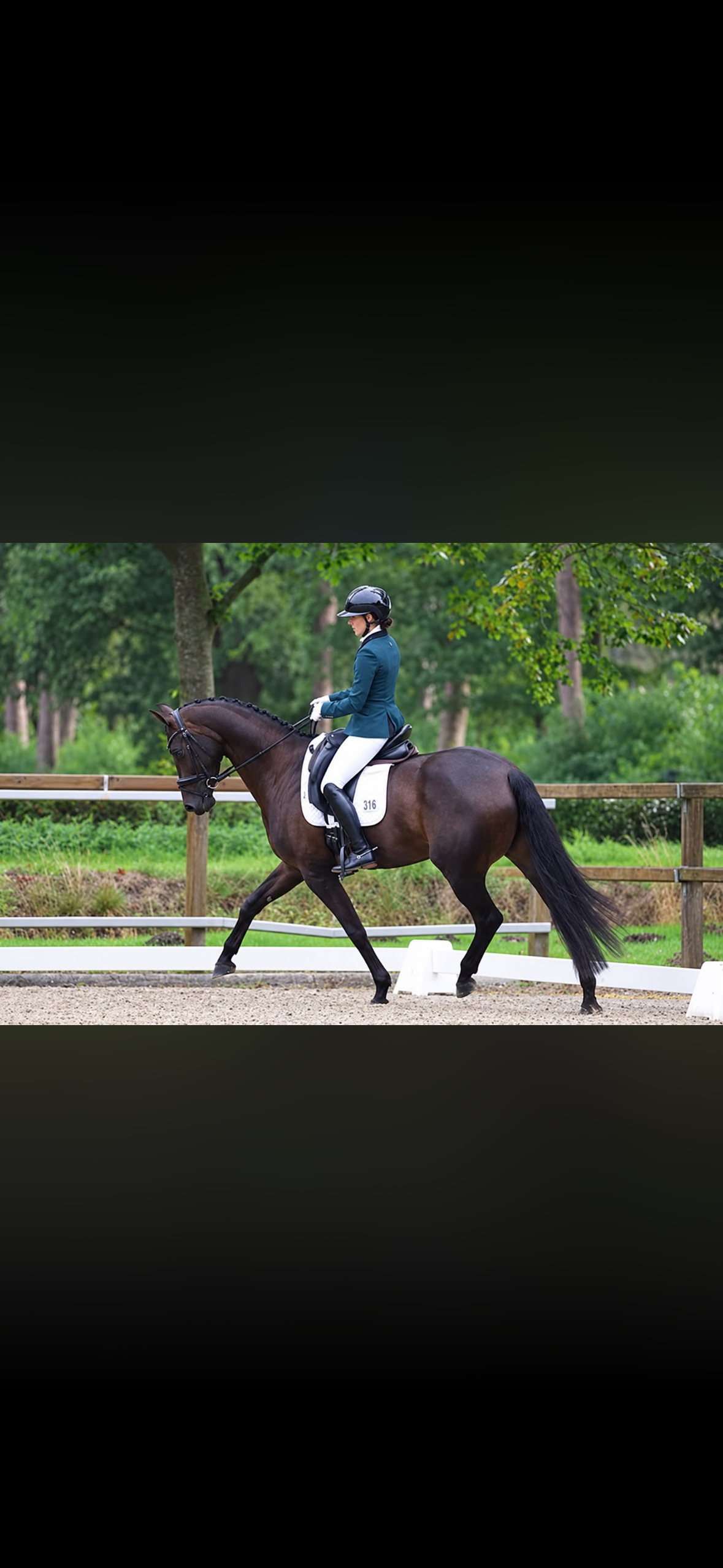 kwpn dressuurpaard merrie 5 år zwart till salu - Foto 3