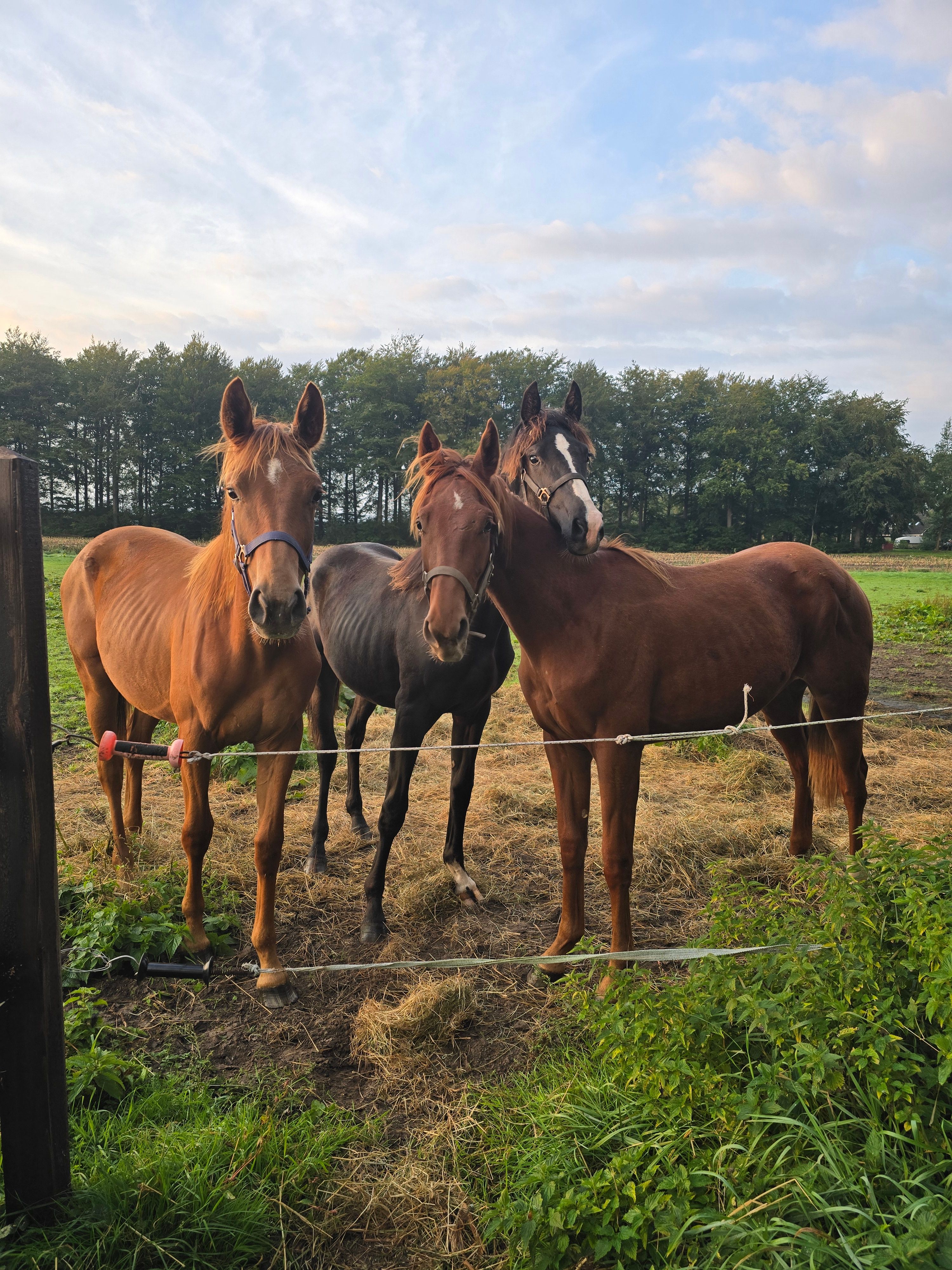 kwpn dressuurpaard merrie 1 år vos till salu - Foto 3