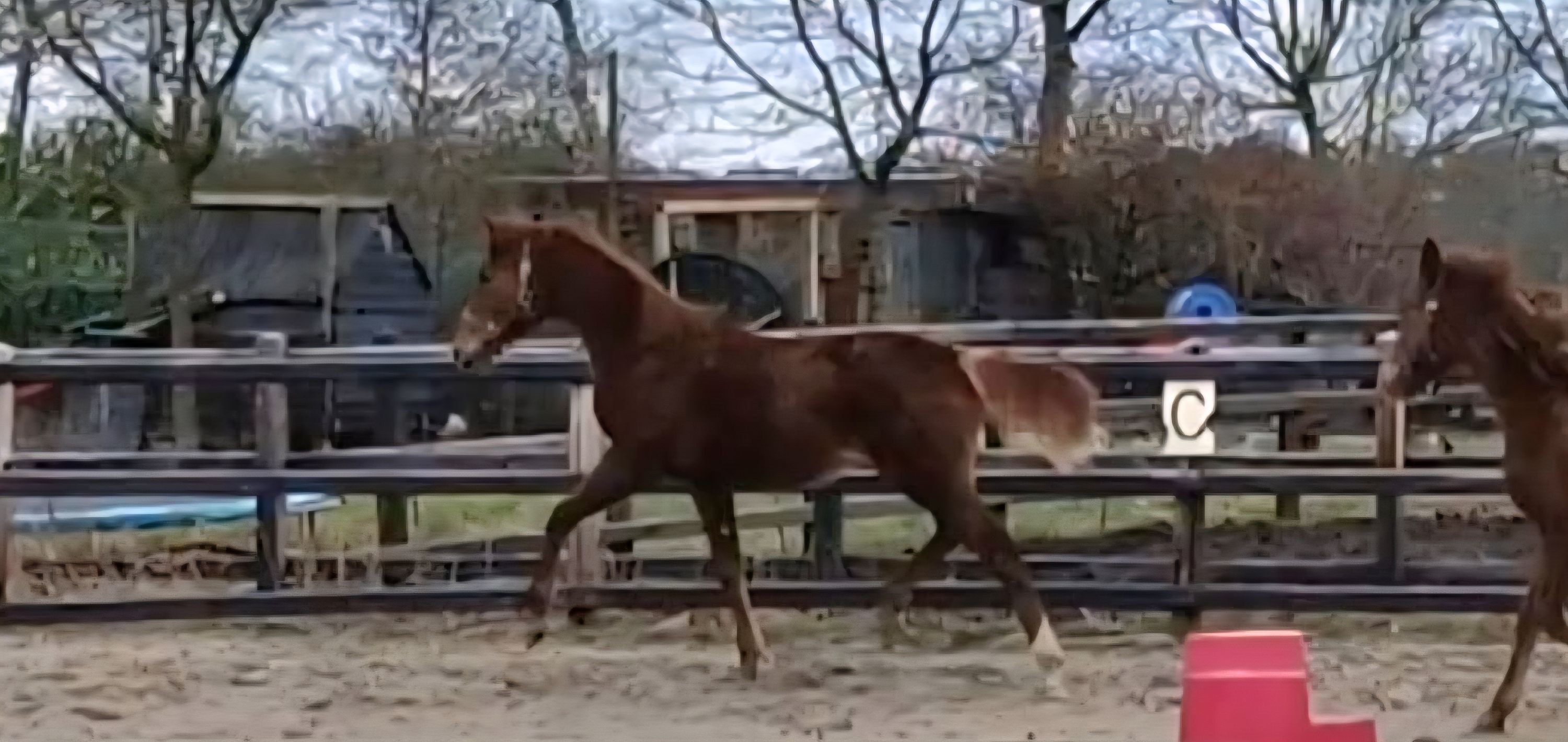 Yearling mare by Extreme us