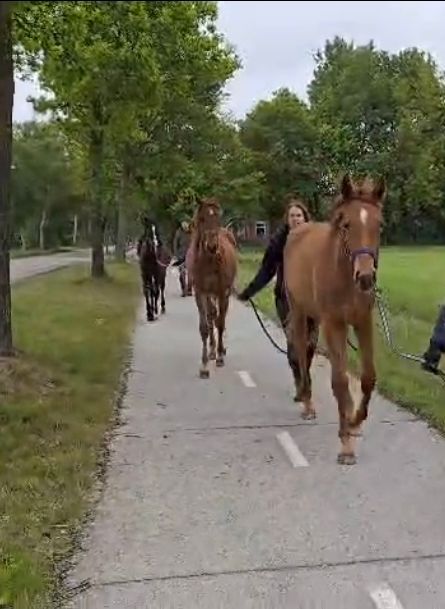 kwpn dressuurpaard merrie 1 år vos till salu - Foto 4