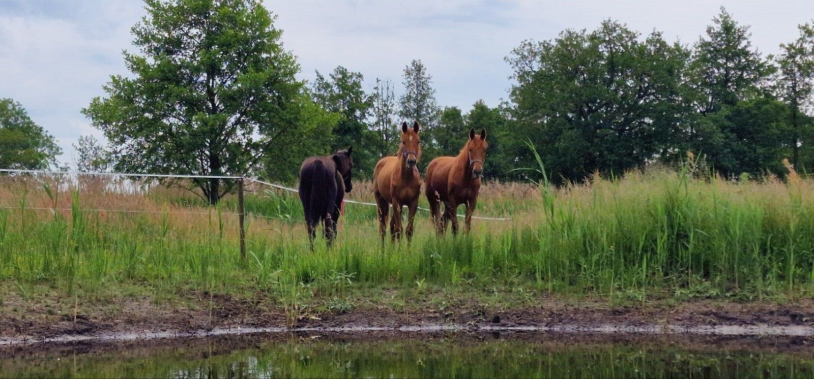 kwpn dressuurpaard merrie 1 år vos till salu - Foto 5