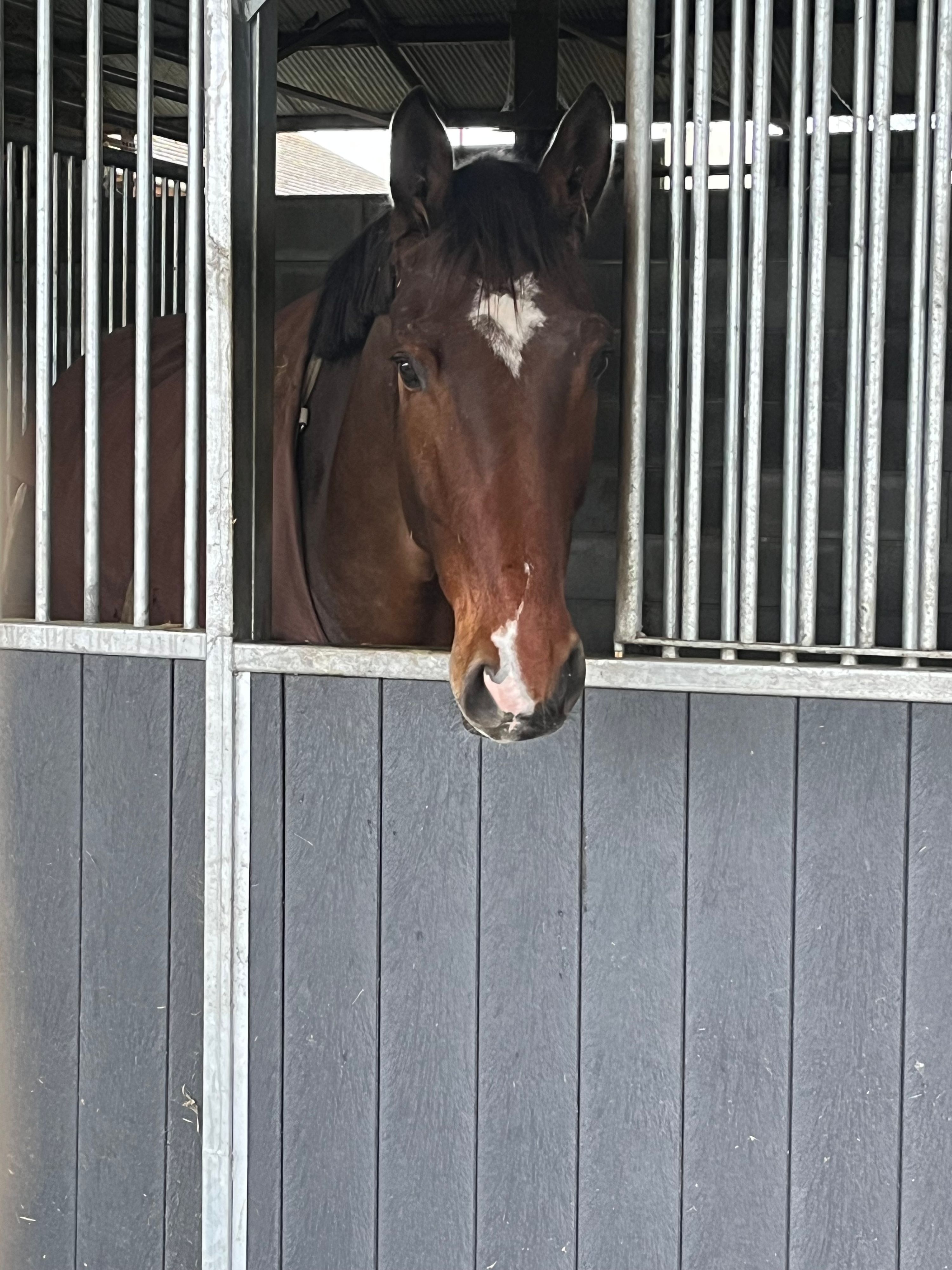 Versatile and kind 7-year-old SportHorses gelding