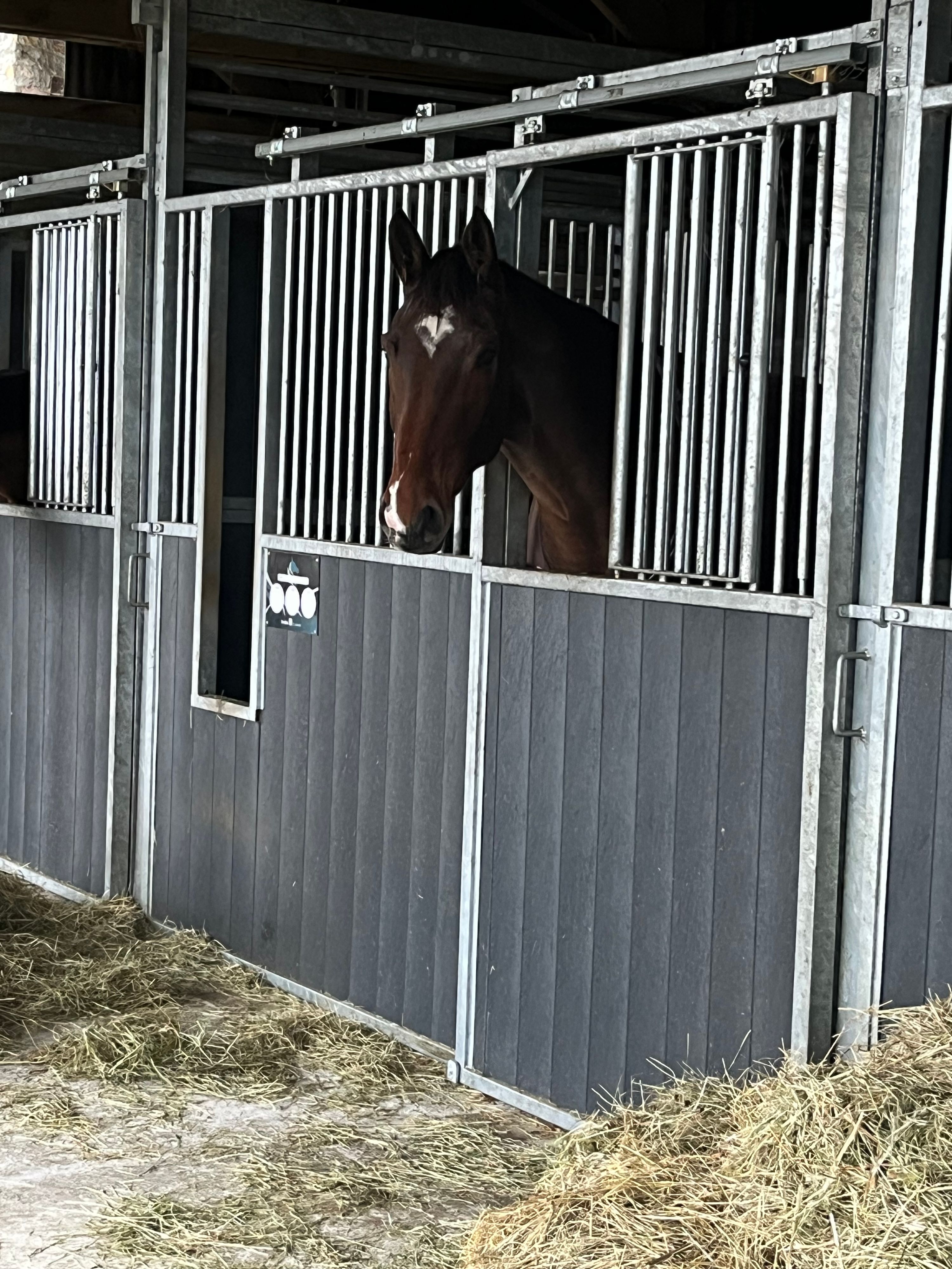 selle-francais springpaard ruin 7 år bruin till salu - Foto 2