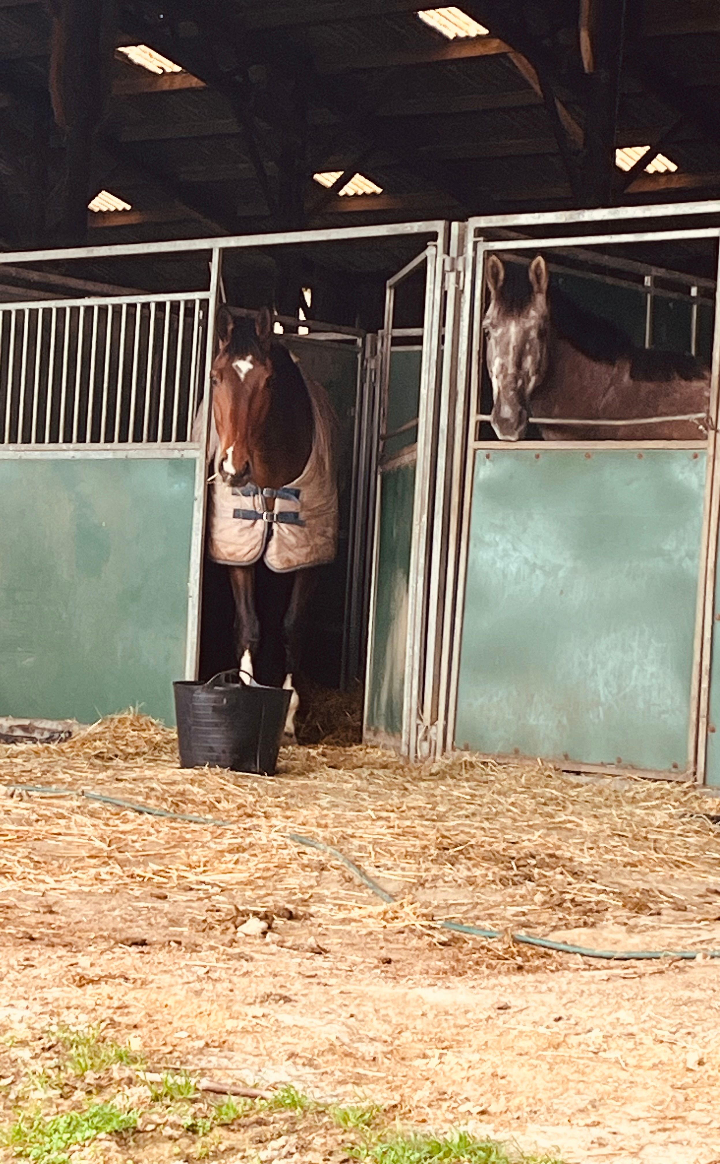 selle-francais springpaard ruin 7 år bruin till salu - Foto 3