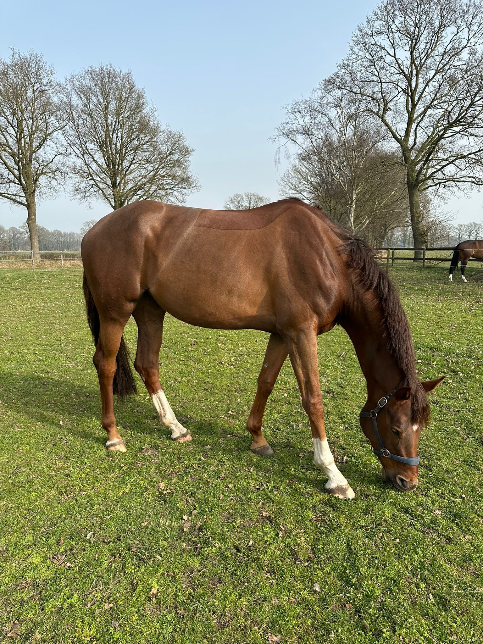 kwpn springpaard merrie 5 jaar vos te koop - Foto 4