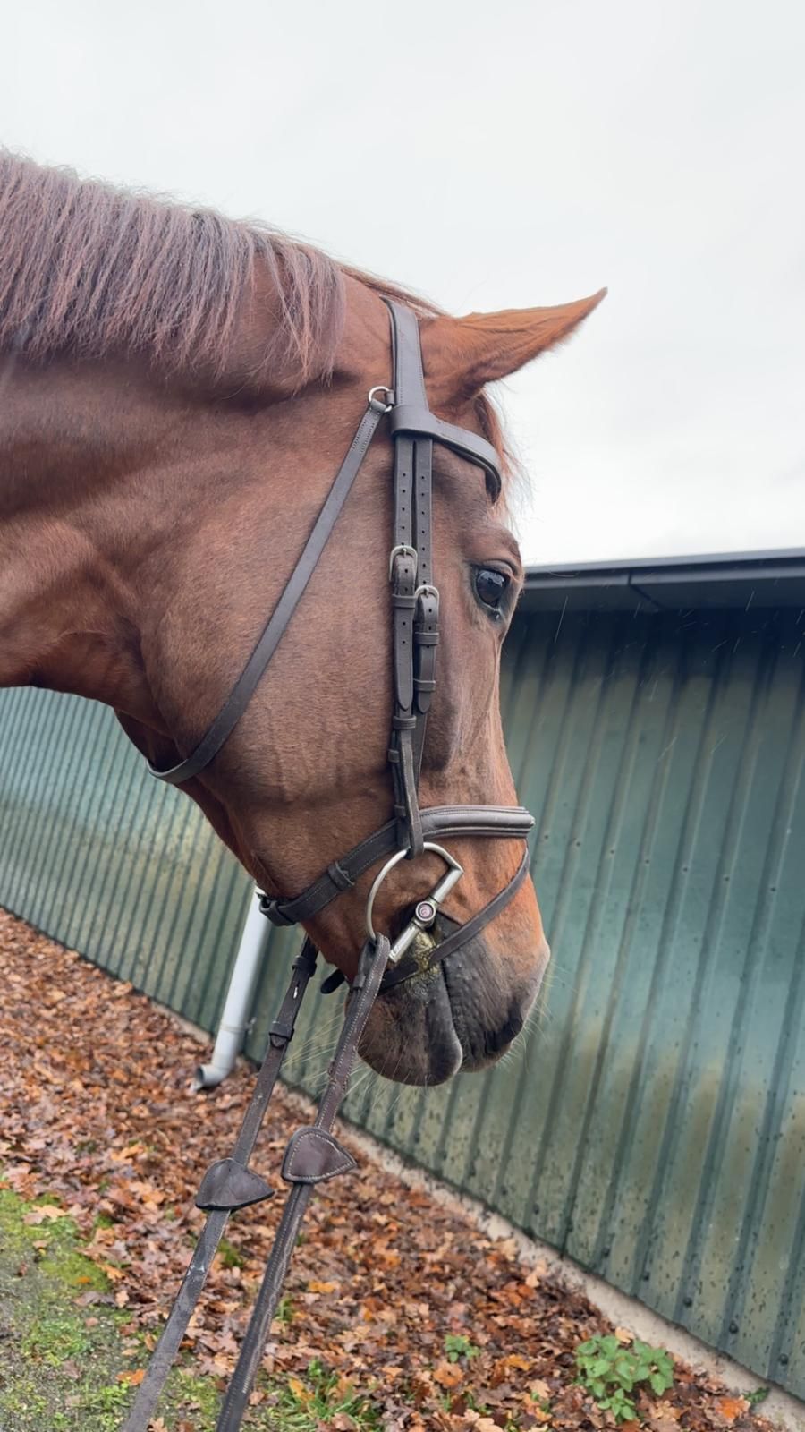 kwpn springpaard merrie 5 jaar vos te koop - Foto 5