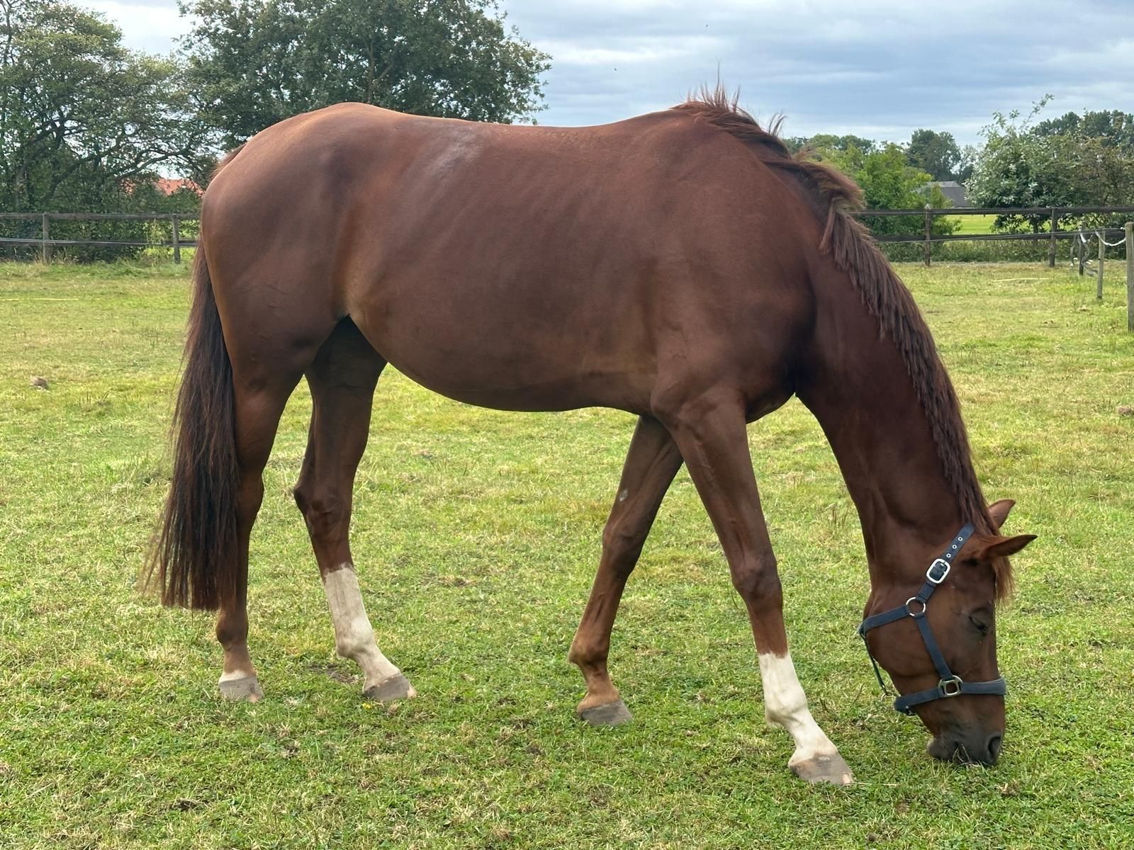 kwpn springpaard merrie 5 jaar vos te koop - Foto 2