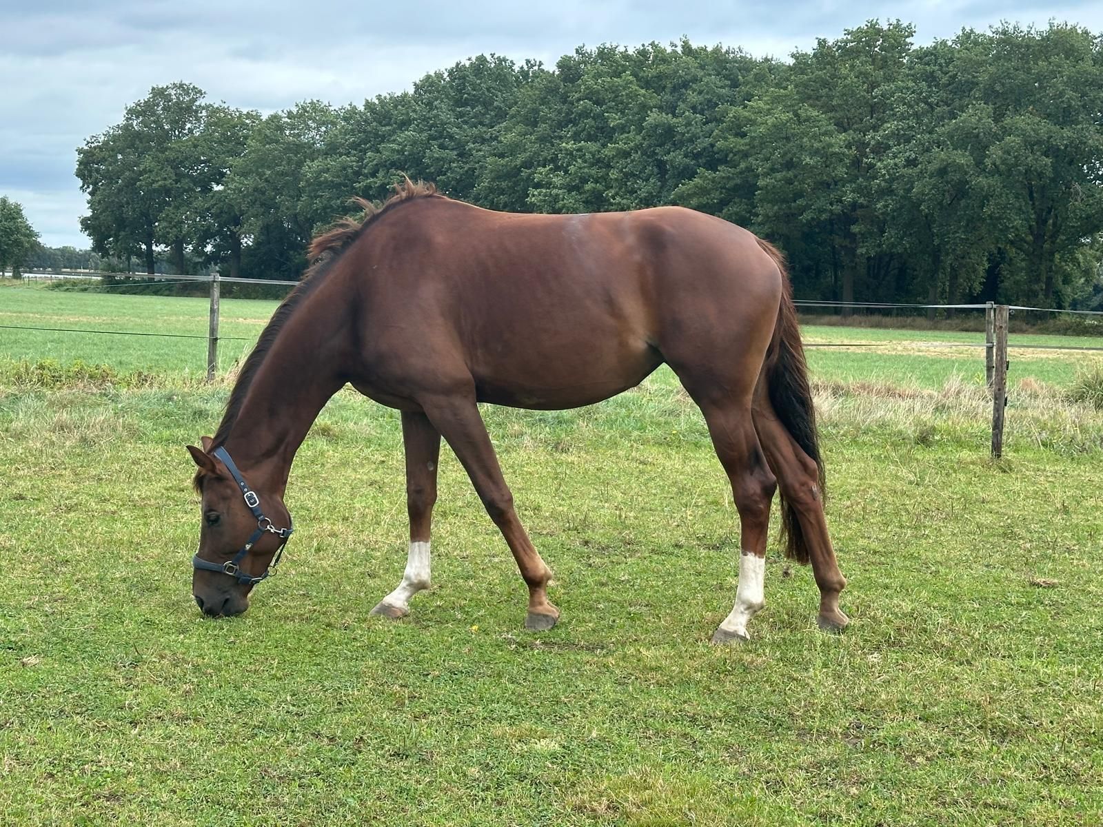 kwpn springpaard merrie 5 jaar vos te koop - Foto 3