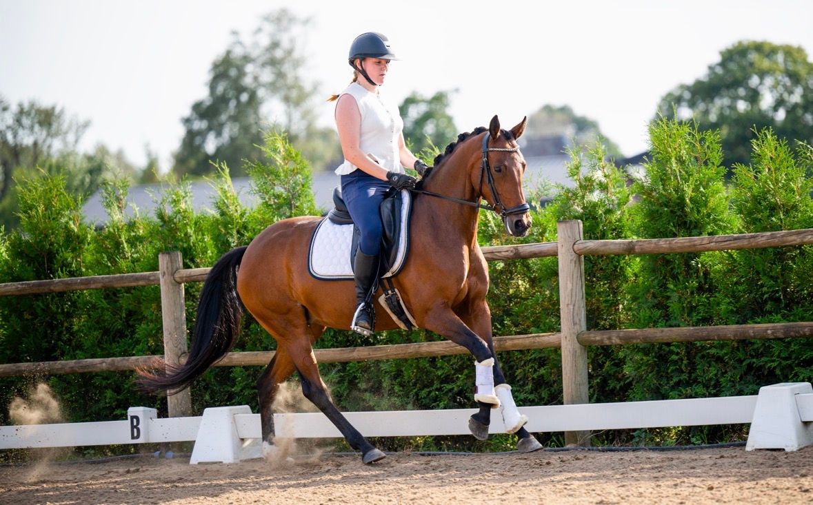 welsh allround-pony merrie 6 years old bruin for sale - Photo 4