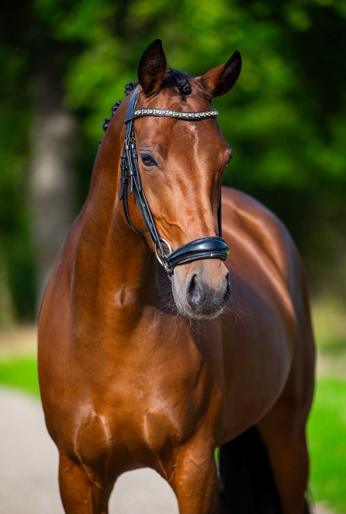 welsh allround-pony merrie 6 years old bruin for sale - Photo 3