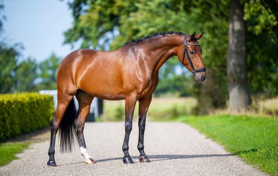 welsh allround-pony merrie 6 years old bruin for sale - Photo 6
