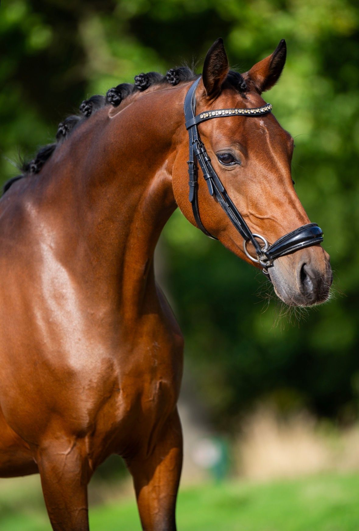 welsh allround-pony merrie 6 years old bruin for sale - Photo 2