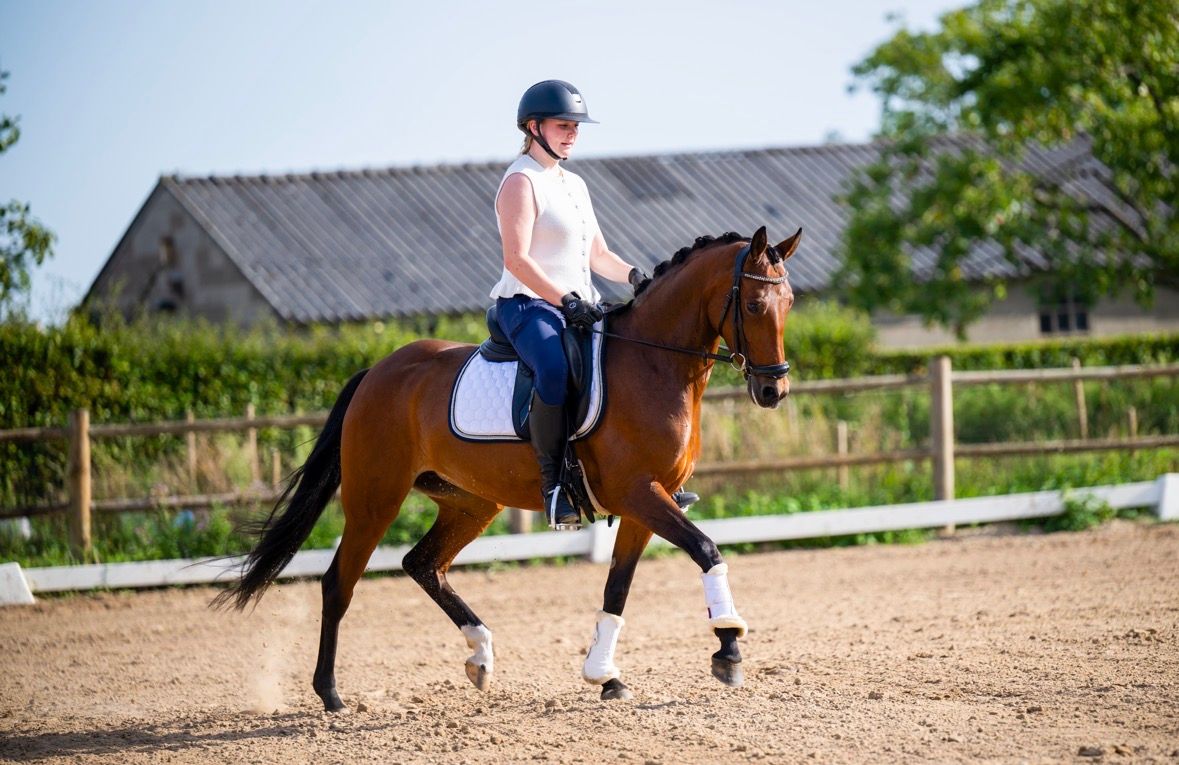 🌟 Versatile 6-year-old D-pony with great quality 🌟