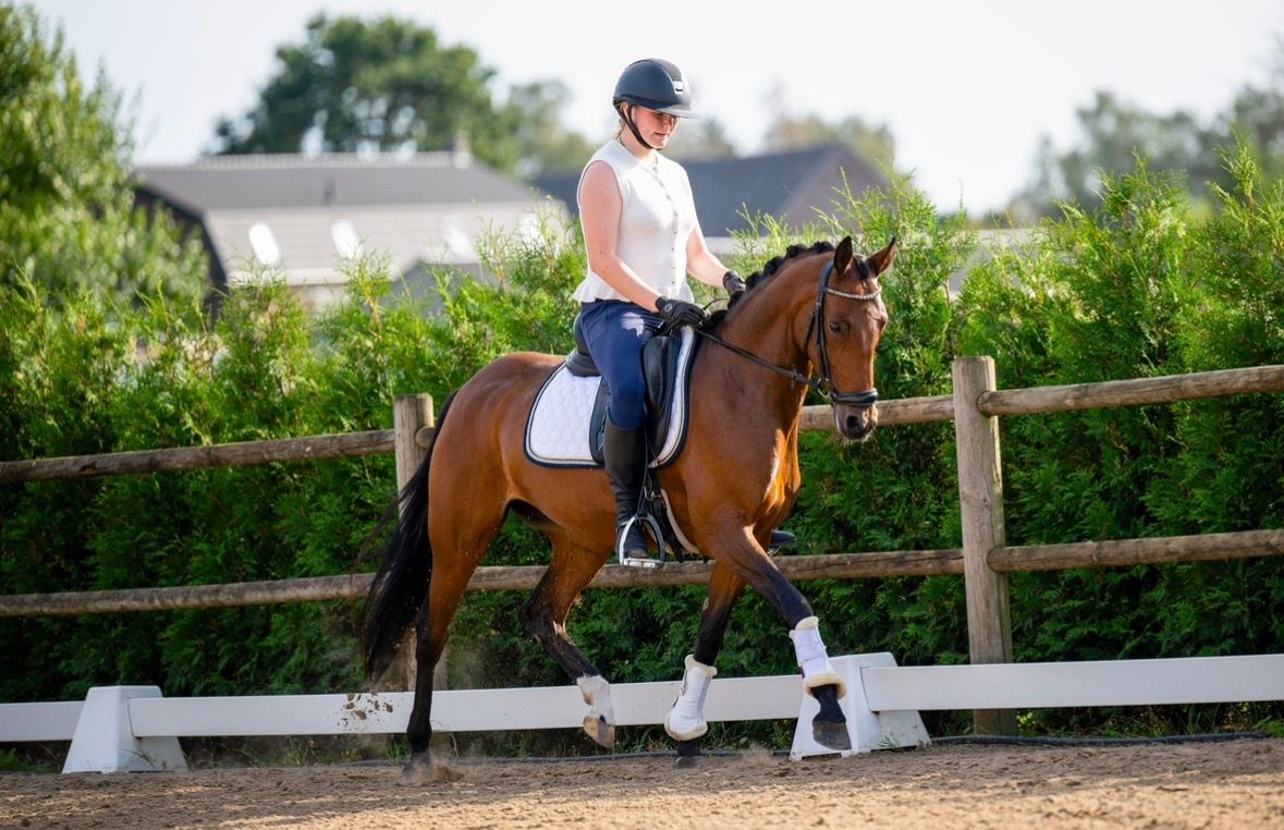 welsh allround-pony merrie 6 years old bruin for sale - Photo 5