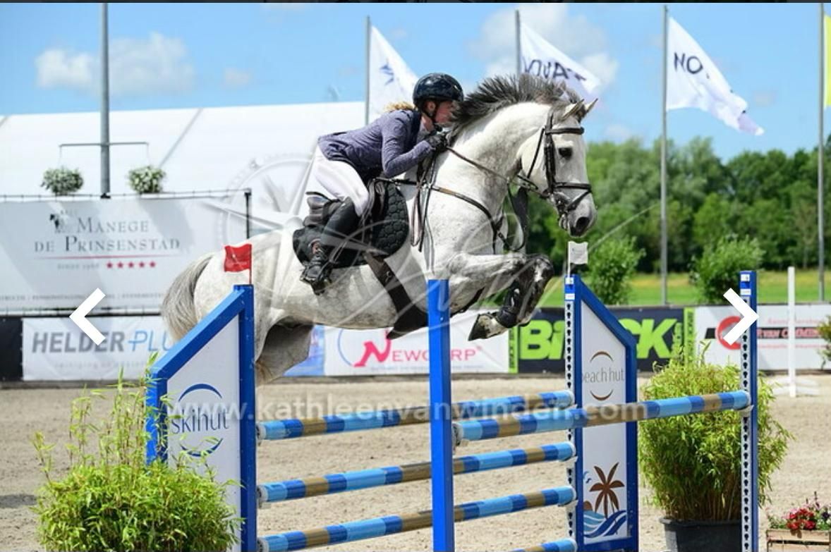 bwp springpaard ruin 7 ans schimmel à vendre - Photo 2