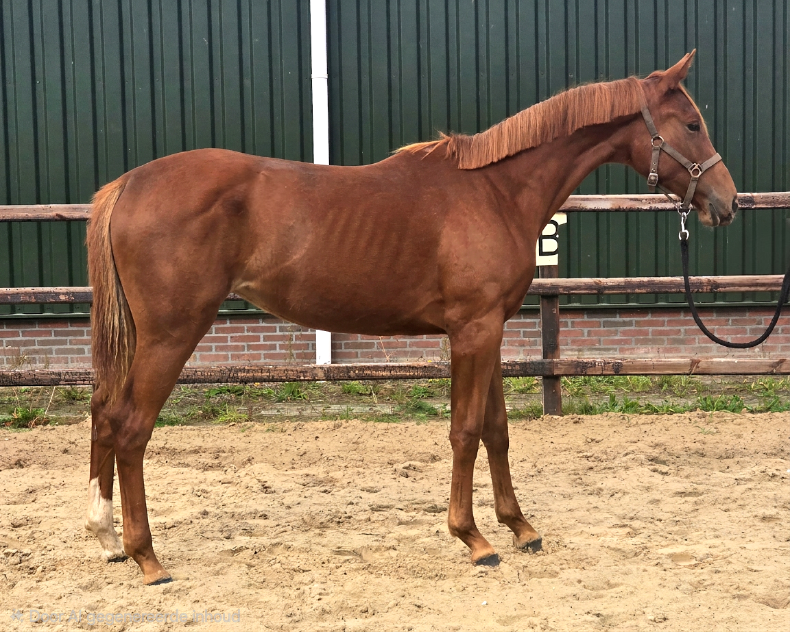 kwpn dressuurpaard merrie 1 ans vos à vendre - Photo 3