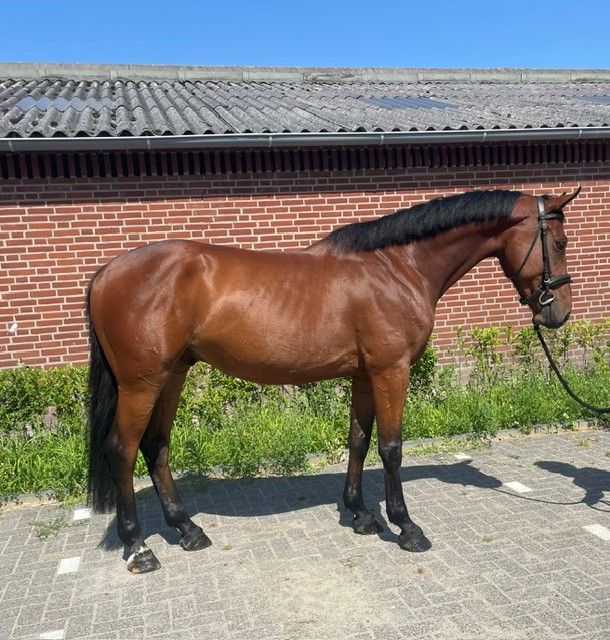 zangersheide springpaard ruin 5 år bruin till salu - Foto 2