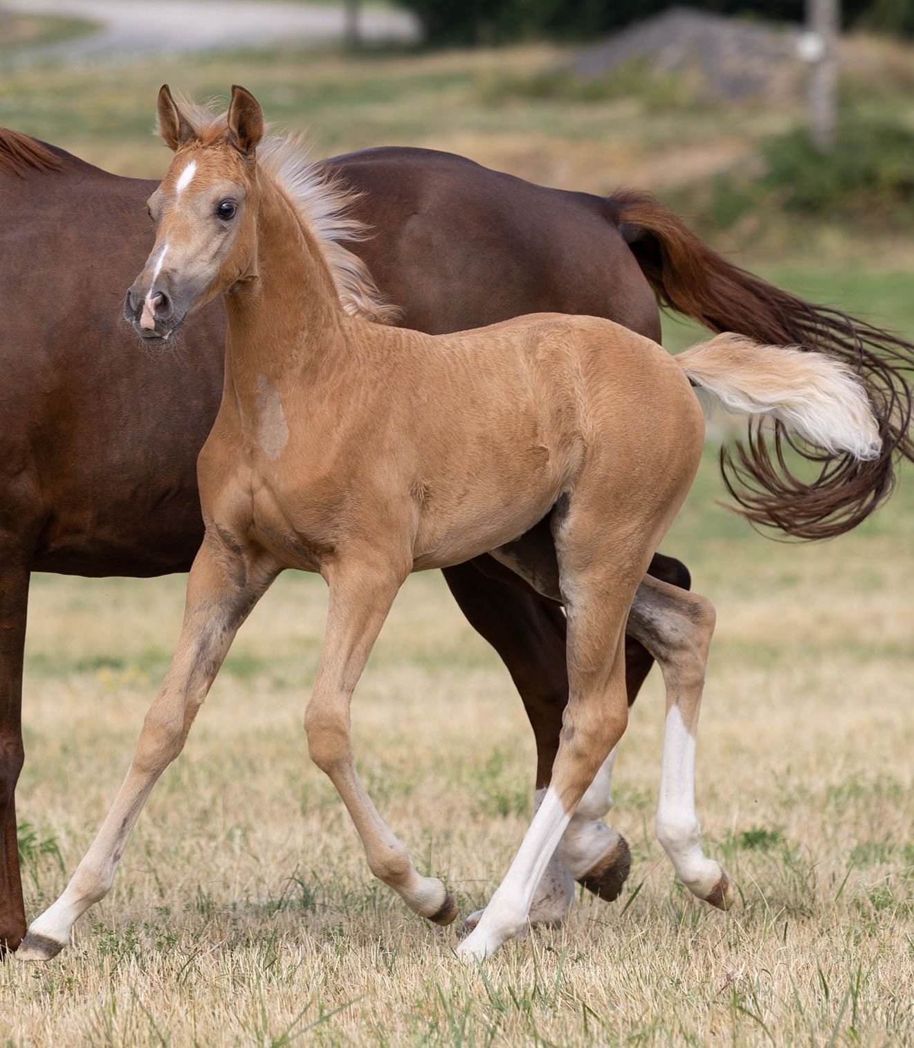 Prachtige palomino dressuurmerrie